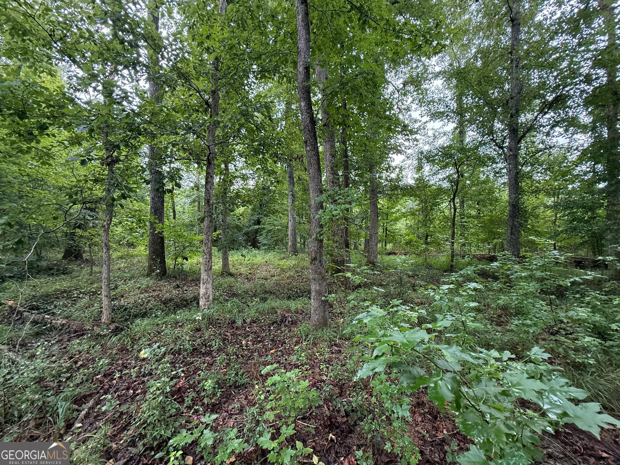 agriculture for sale at 0 Livingston Road, Rome, GA 30161 — photo 7