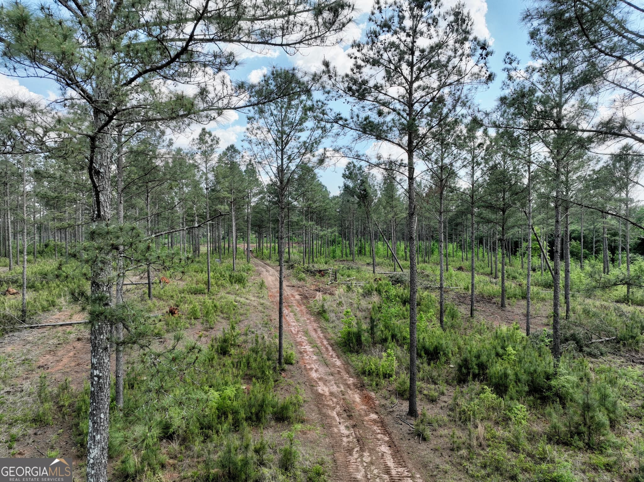 agriculture for sale at 0 Poplar Springs Road, Byromville, GA 31007 — photo 4