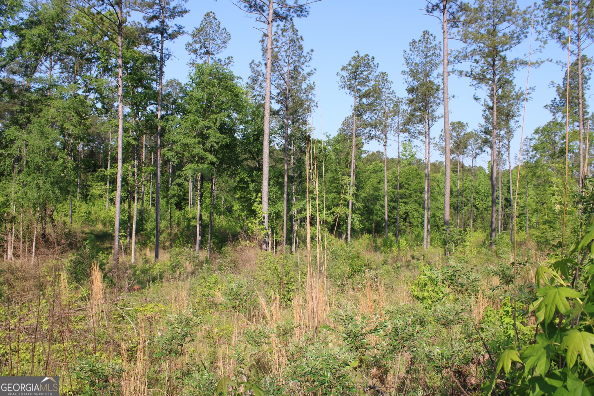 agriculture for sale at 0 Ga Hwy 87 Tract 1, Forsyth, GA 31029 — photo 3
