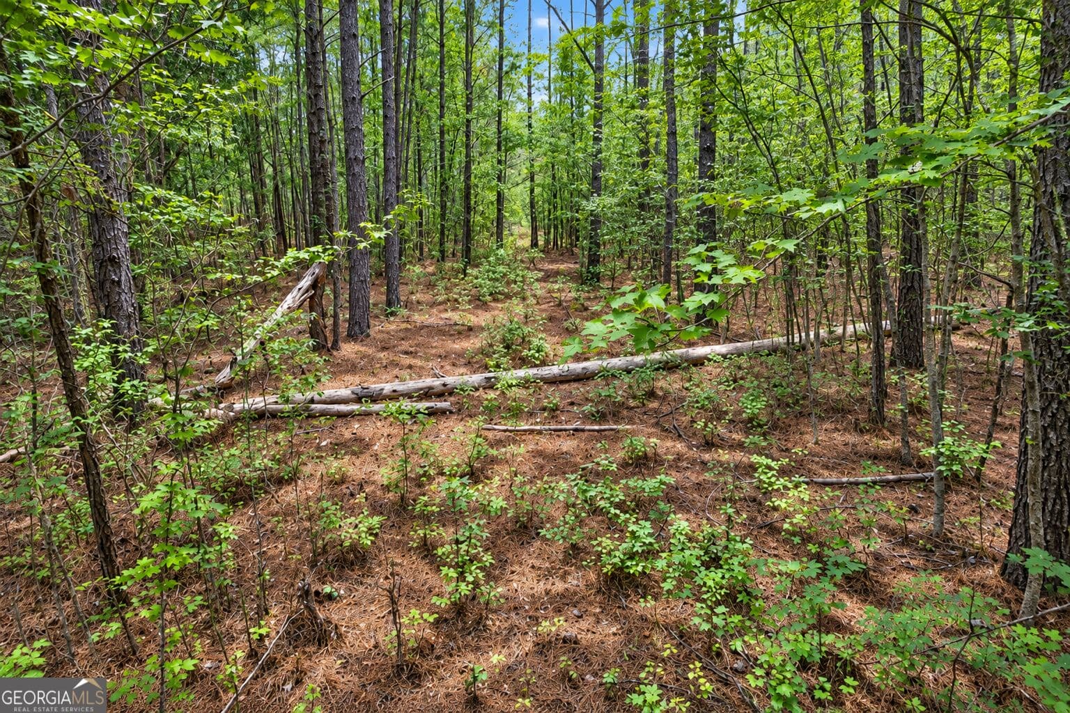 residential lot for sale at 1.5 ACRES Mt Pleasant Road, Clyo, GA 31303 — photo 6