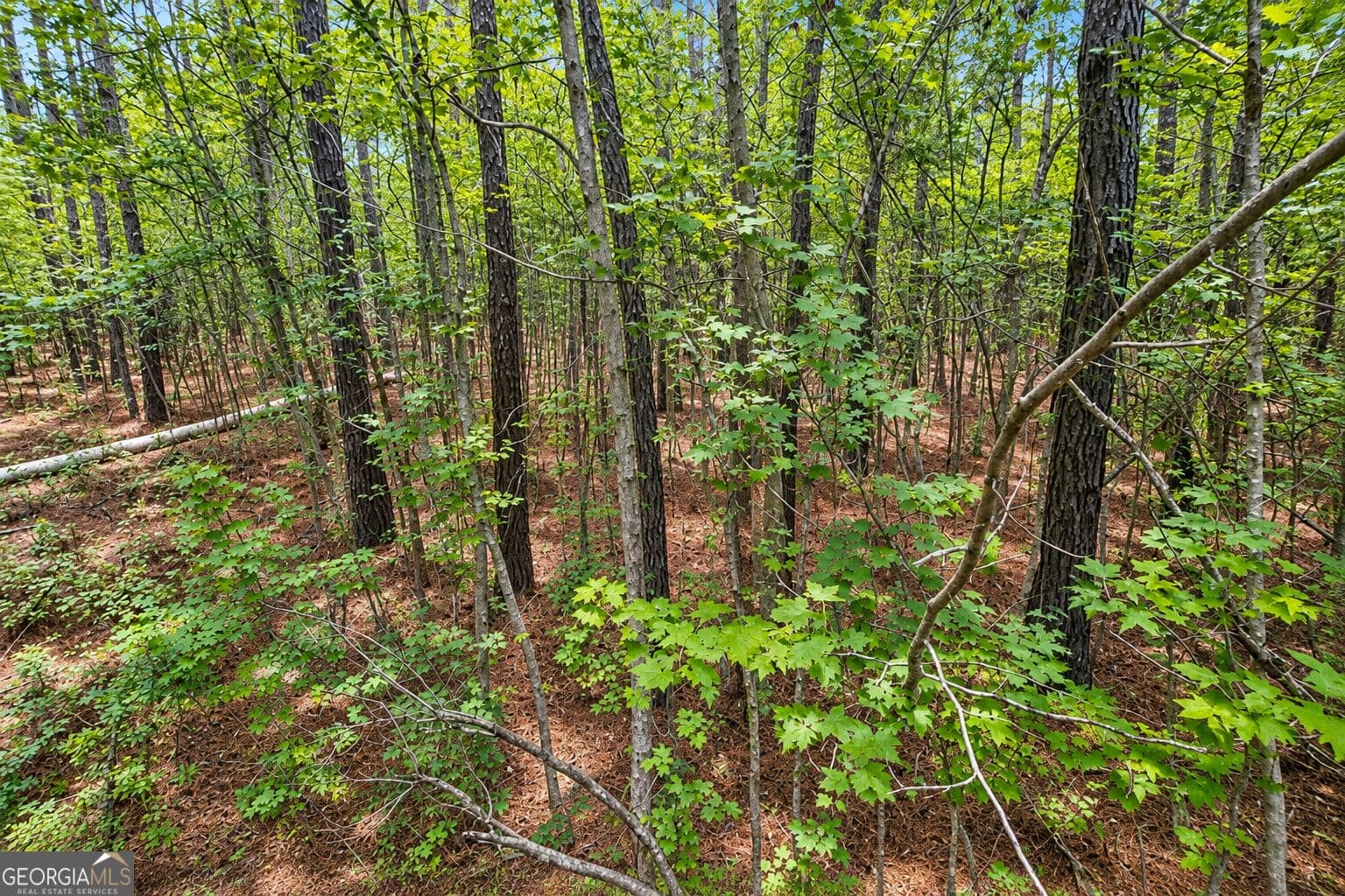 residential lot for sale at 1.5 ACRES Mt Pleasant Road, Clyo, GA 31303 — photo 7