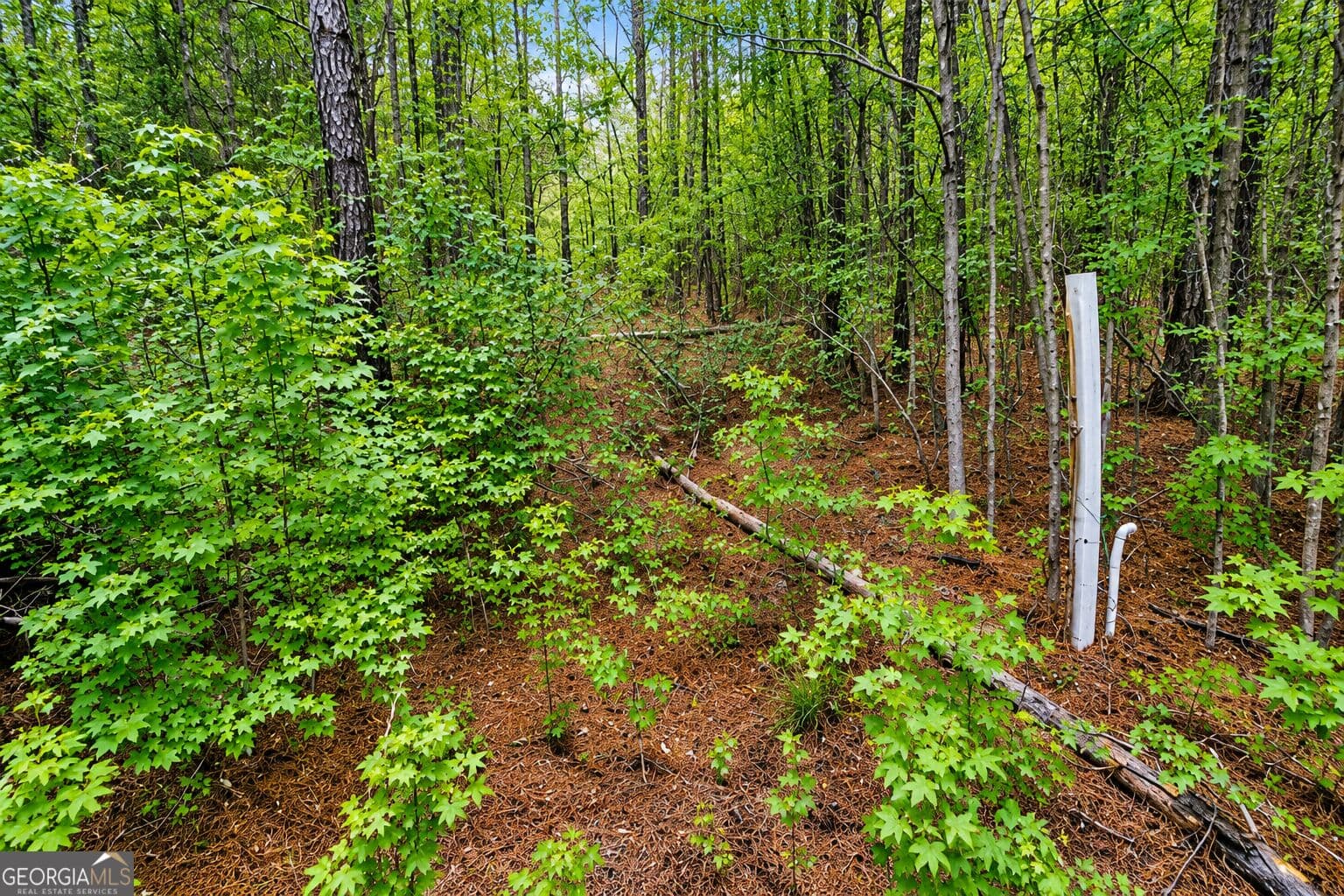 residential lot for sale at 1.5 ACRES Mt Pleasant Road, Clyo, GA 31303 — photo 9