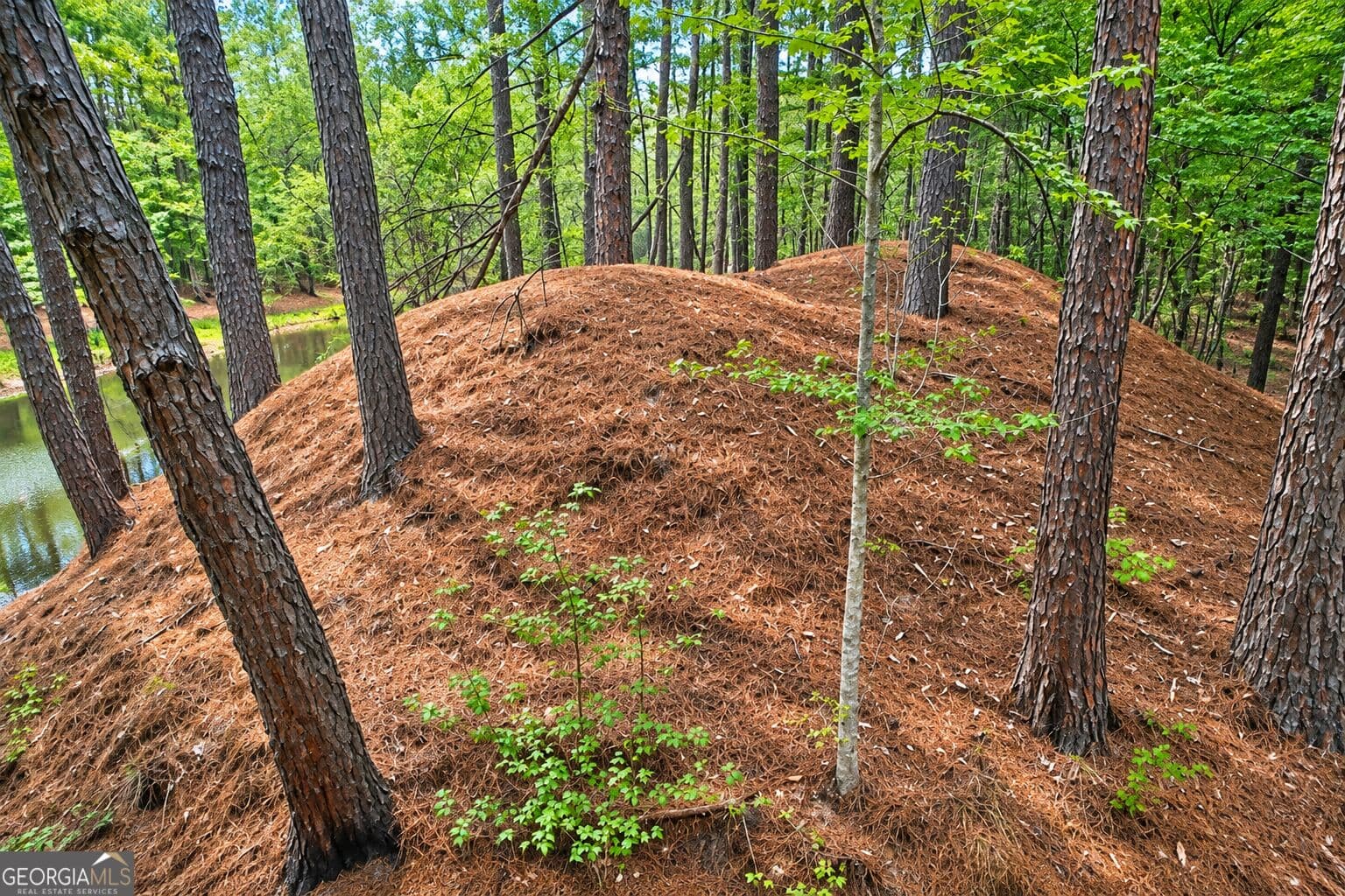 residential lot for sale at 1.5 ACRES Mt Pleasant Road, Clyo, GA 31303 — photo 8