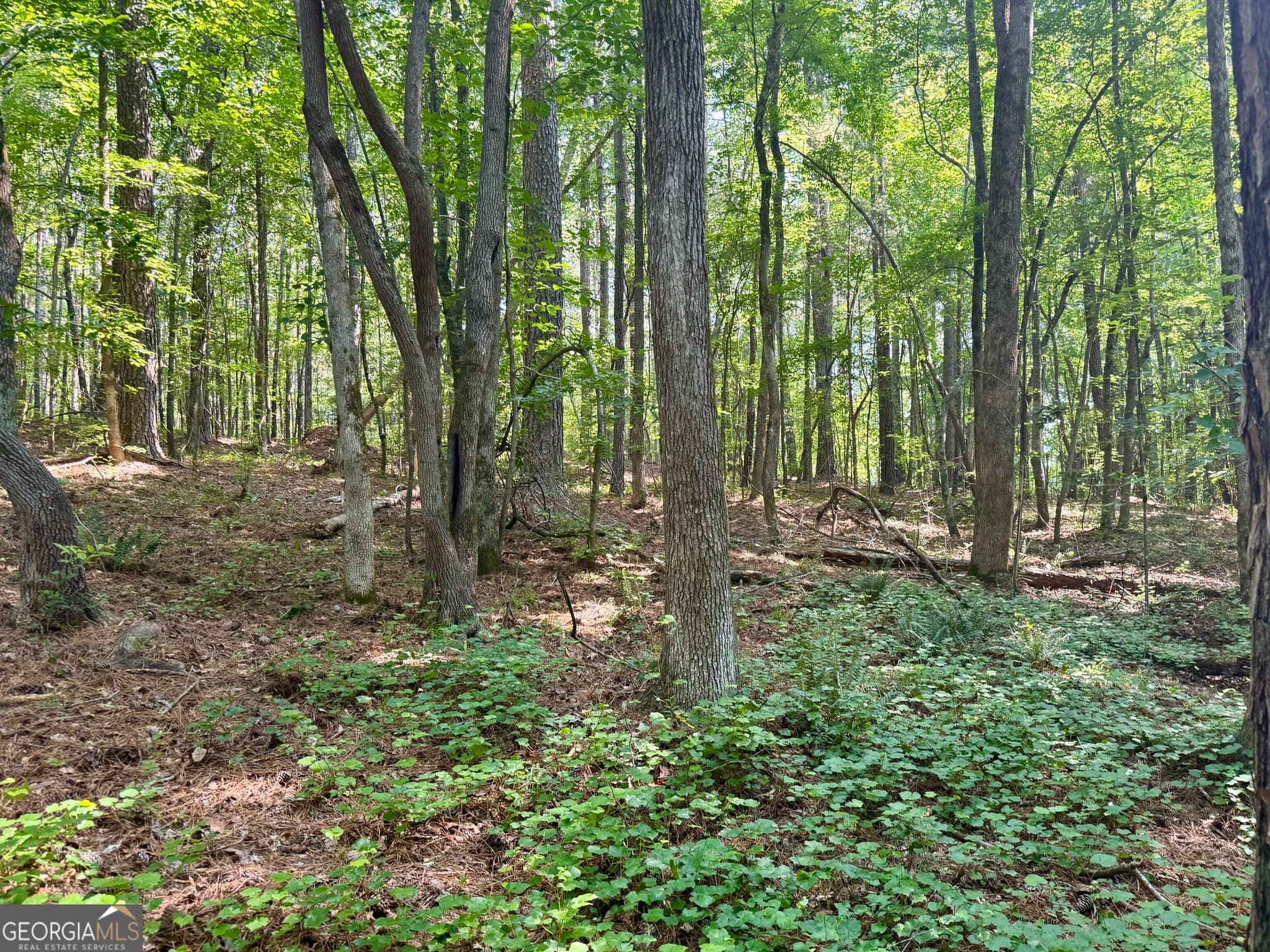agriculture for sale at 0 N Point Peter Road, Carlton, GA 30627 — photo 5