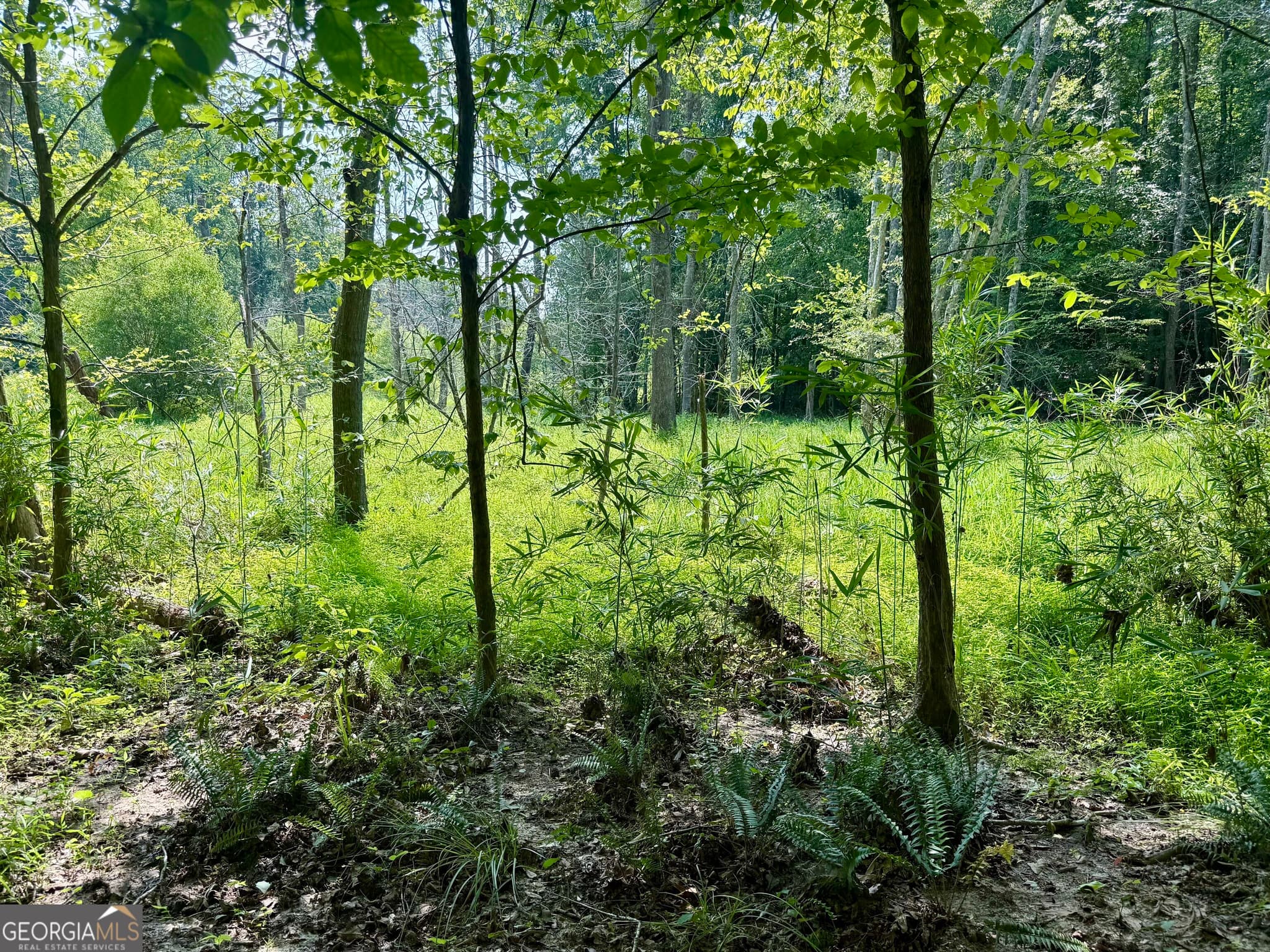 agriculture for sale at 0 N Point Peter Road, Carlton, GA 30627 — photo 10