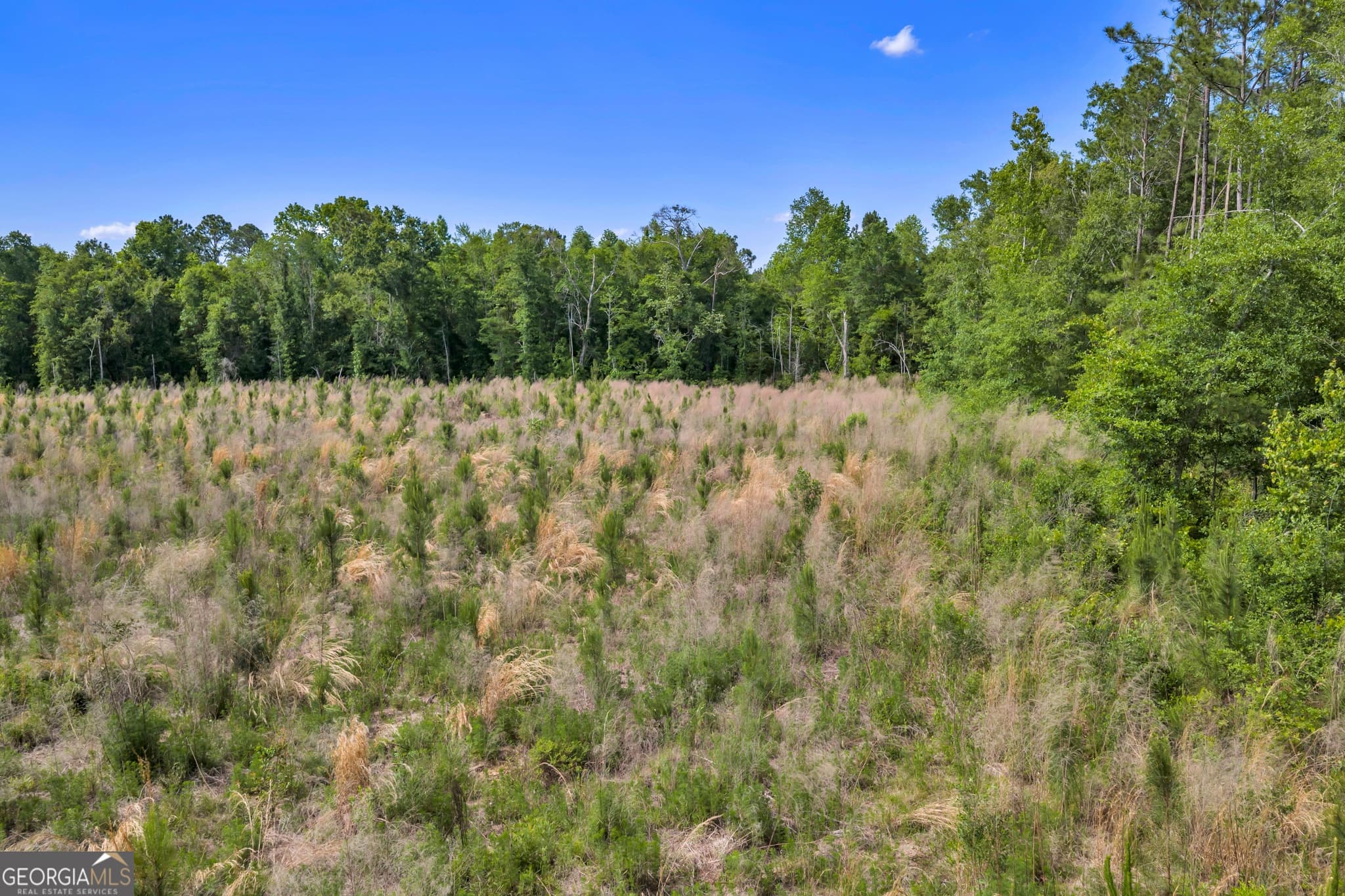agriculture for sale at 0 US 82, Sylvester, GA 31791 — photo 5