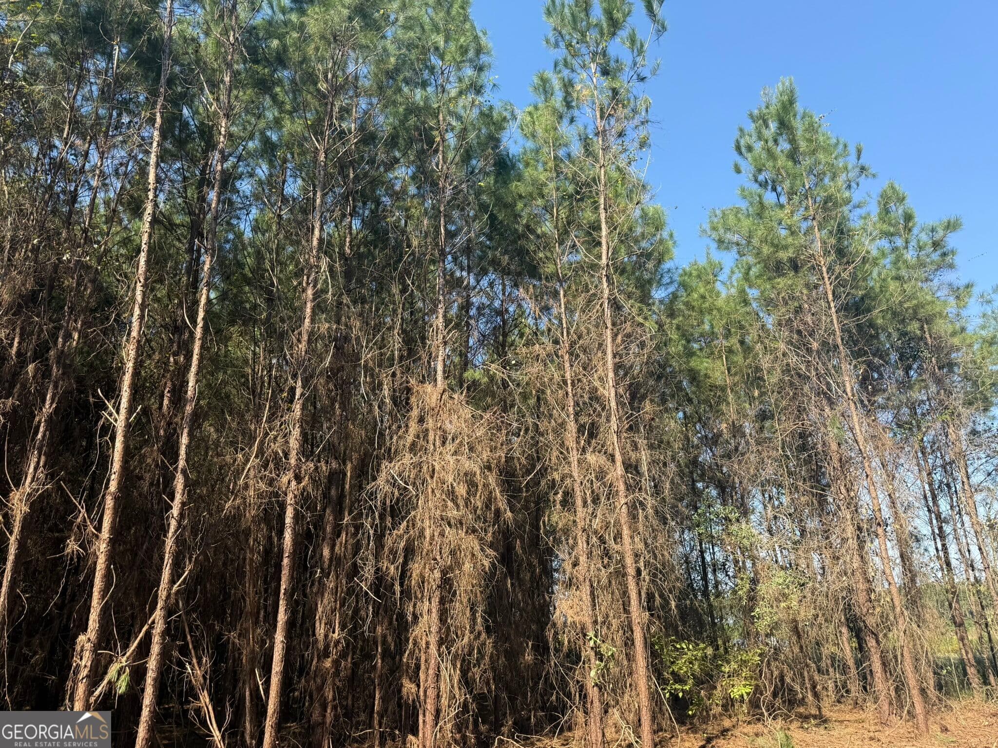 unimproved land for sale at 001 216 Highway, Arlington, GA 39813 — photo 7