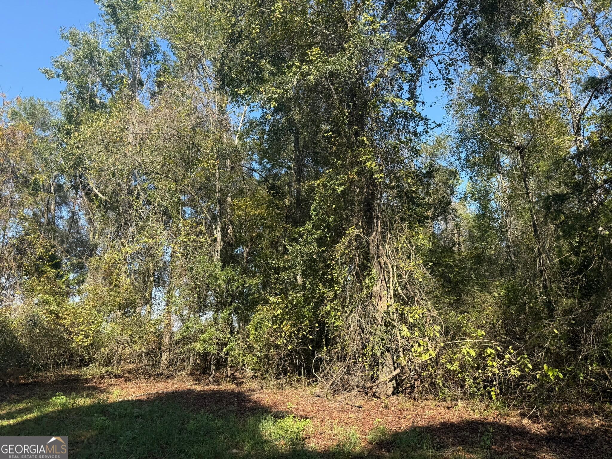 unimproved land for sale at 001 216 Highway, Arlington, GA 39813 — photo 3