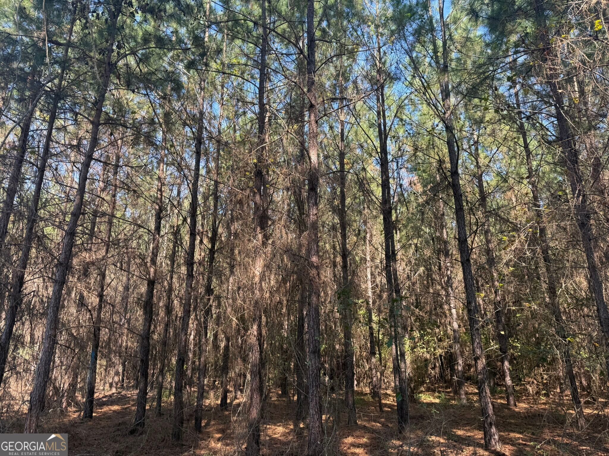 unimproved land for sale at 001 216 Highway, Arlington, GA 39813 — photo 5