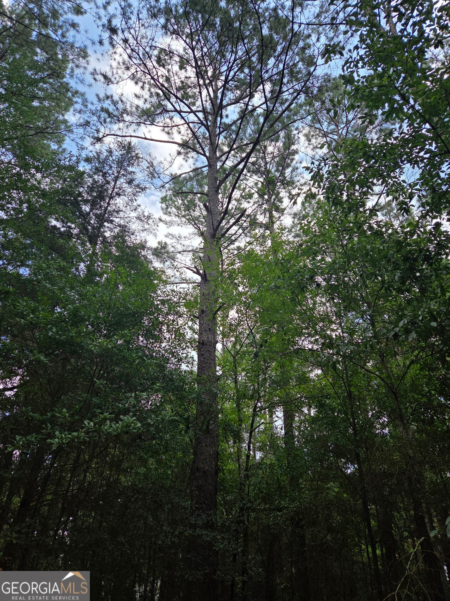 residential lot for sale at 0 Fairway Lane, Hawkinsville, GA 31036 — photo 4