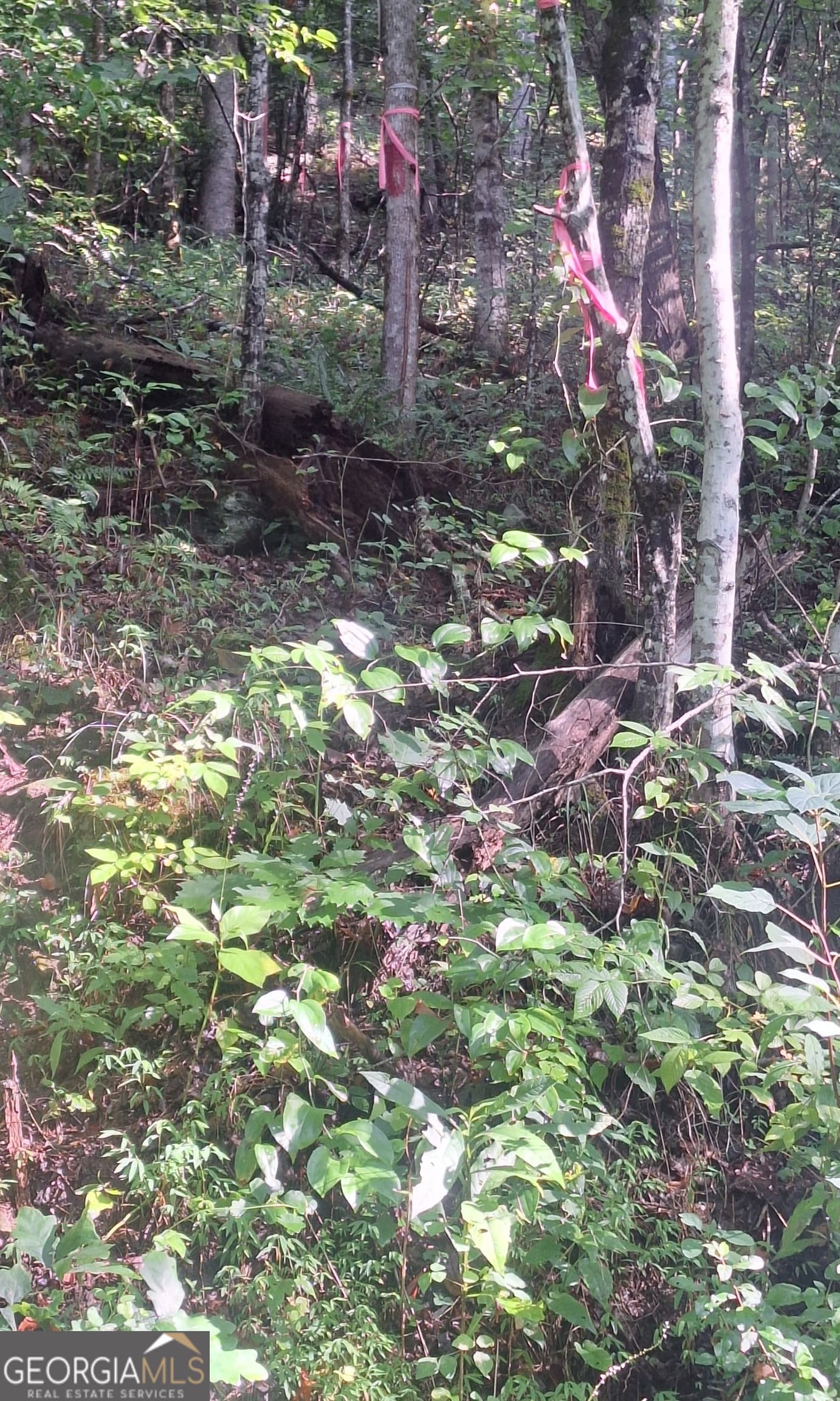residential lot for sale at 0 Coopers Creek Road, Suches, GA 30572 — photo 2