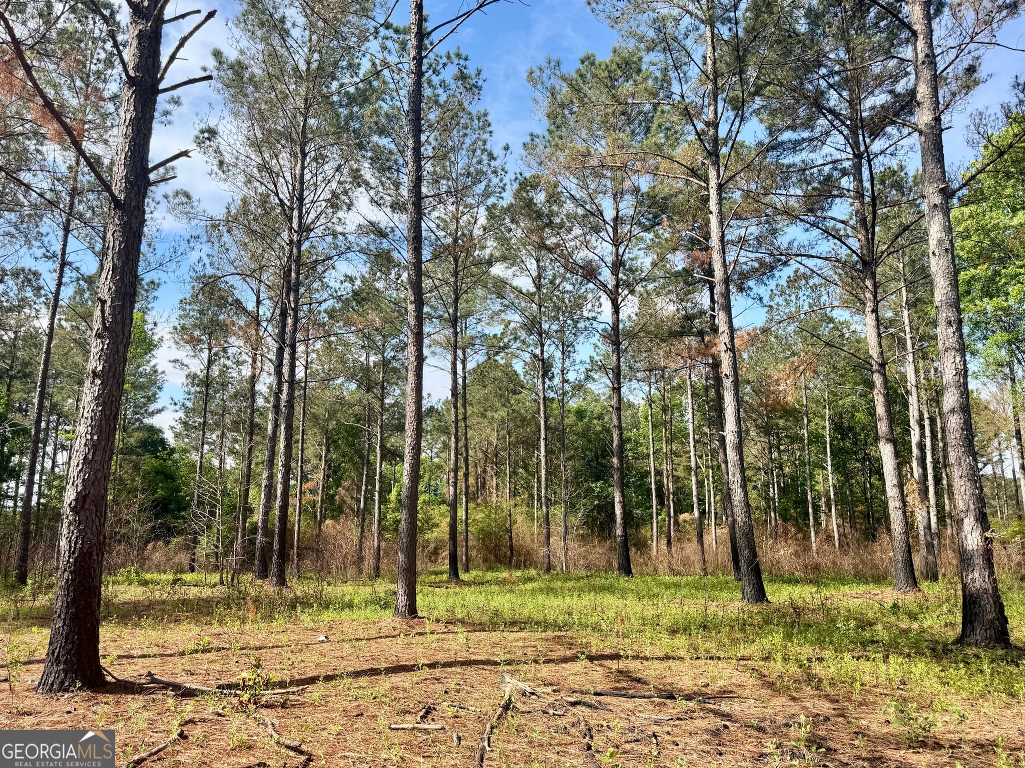 agriculture for sale at 0 Folds Road, Pineview, GA 31071 — photo 2