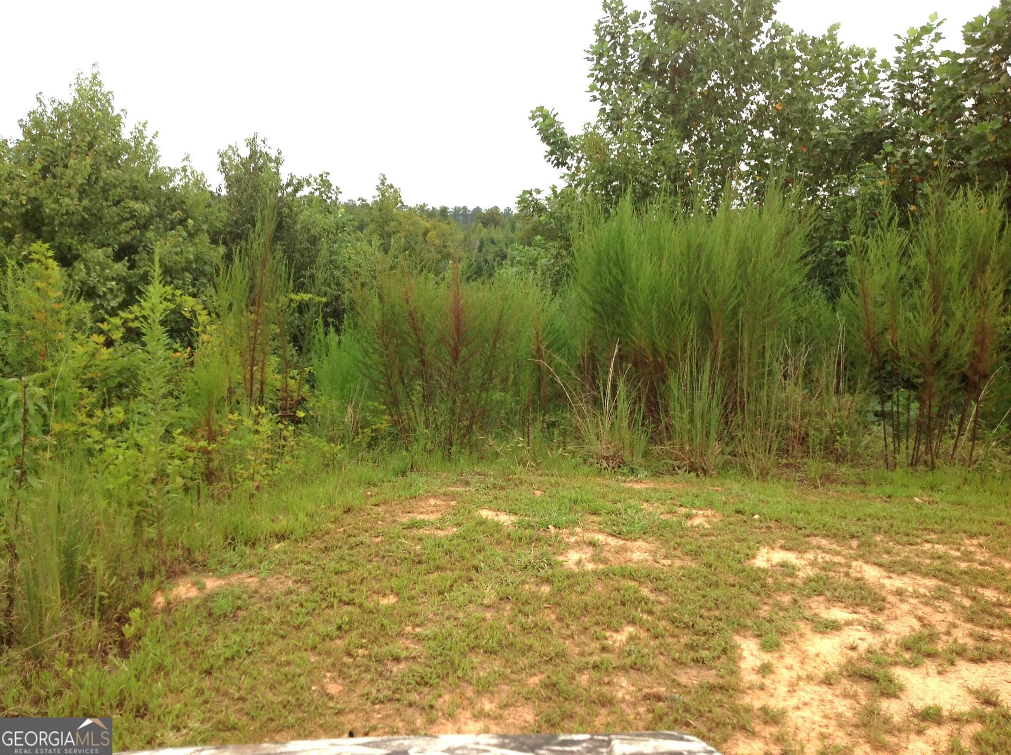 unimproved land for sale at 0 Co Rd 49, Muscadine, AL 36269 — photo 6