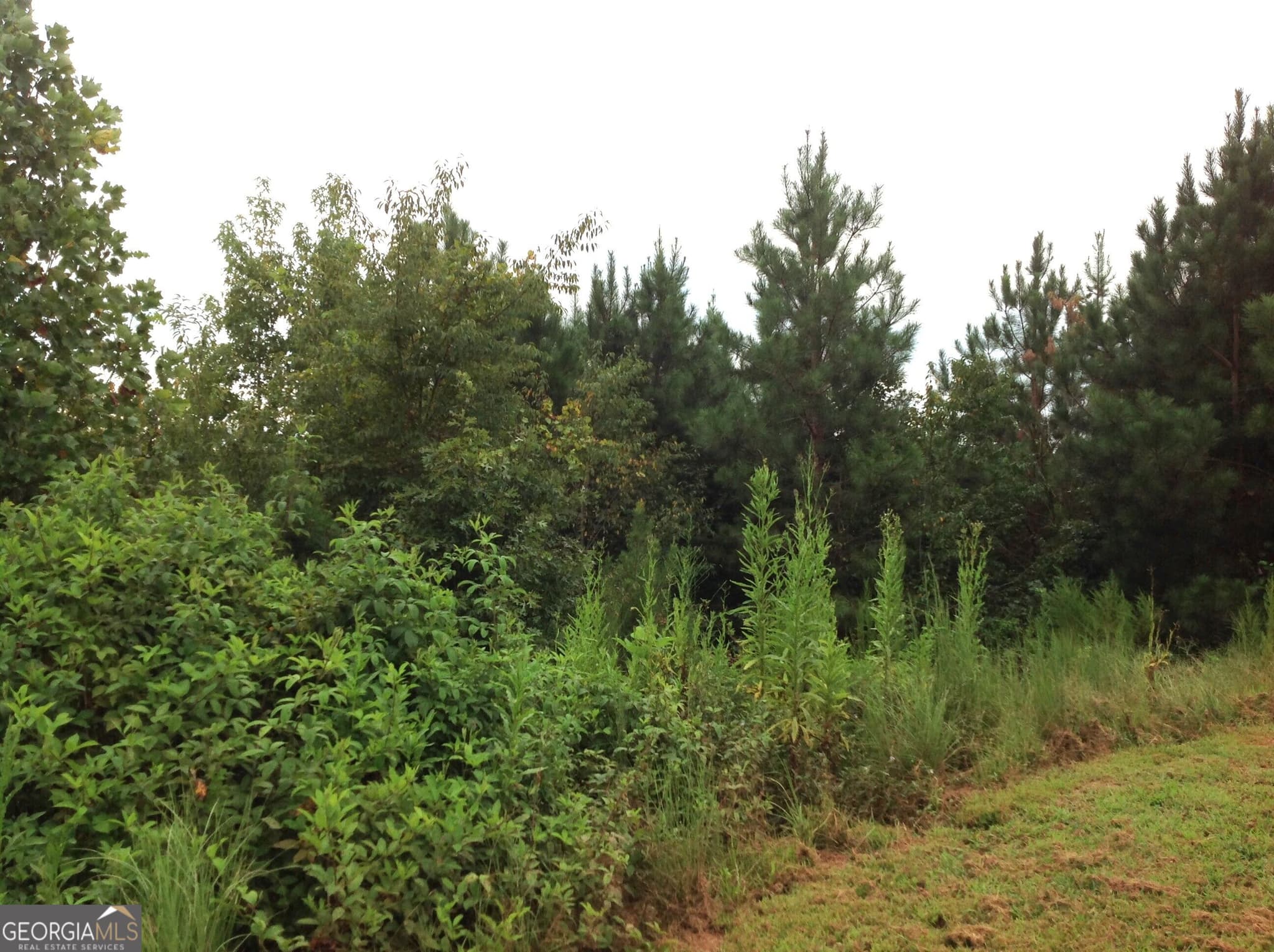 unimproved land for sale at 0 Co Rd 49, Muscadine, AL 36269 — photo 5