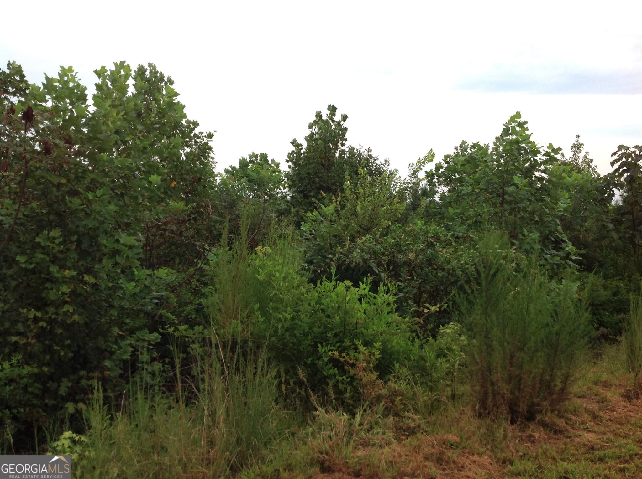 unimproved land for sale at 0 Co Rd 49, Muscadine, AL 36269 — photo 10