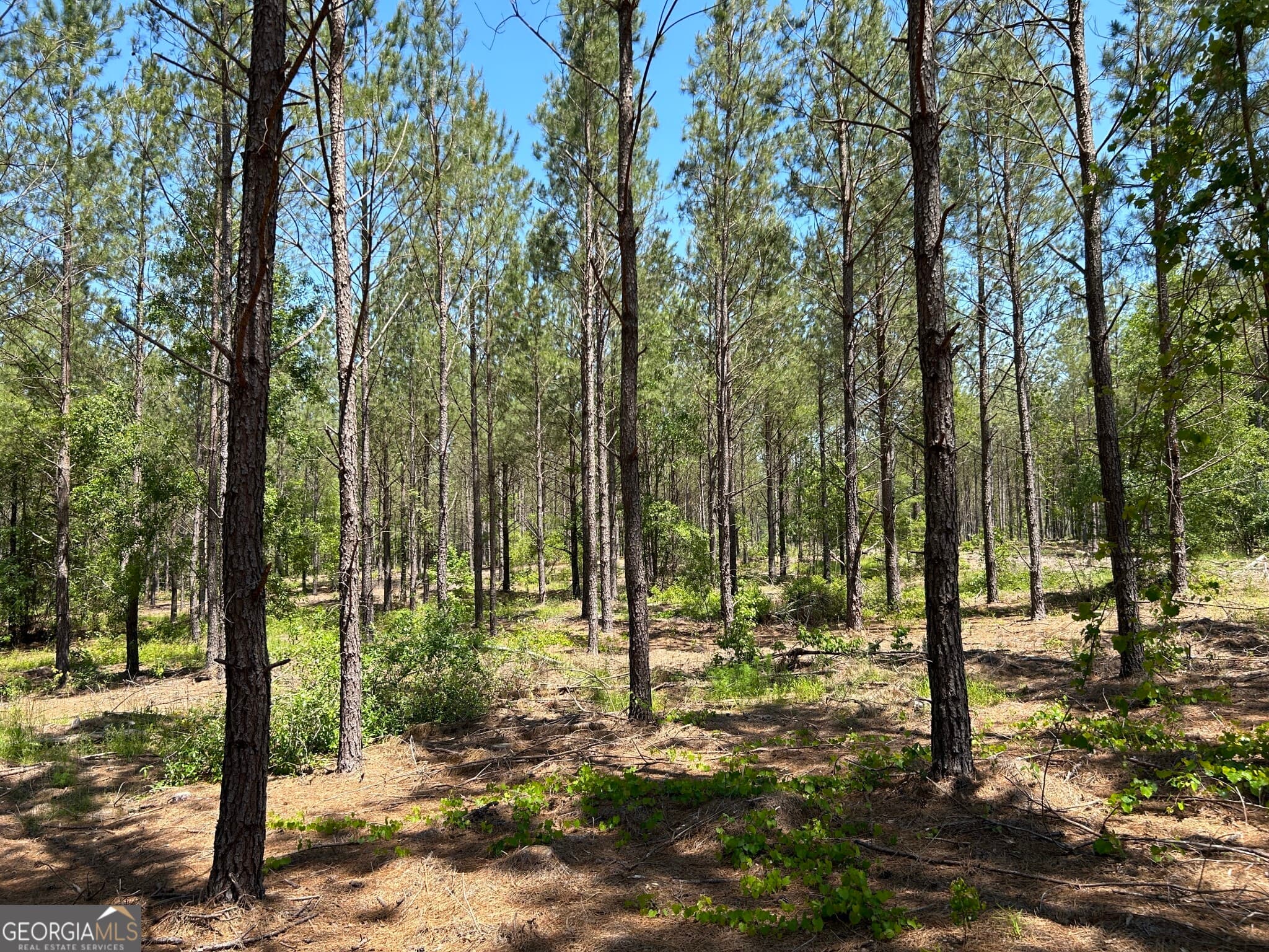 residential lot for sale at 0 Dewey Thomas Road LOT 1, Dexter, GA 31019 — photo 3