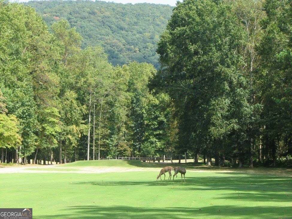 unimproved land for sale at 0 Shadowick Mountain Road, Jasper, GA 30143 — photo 7