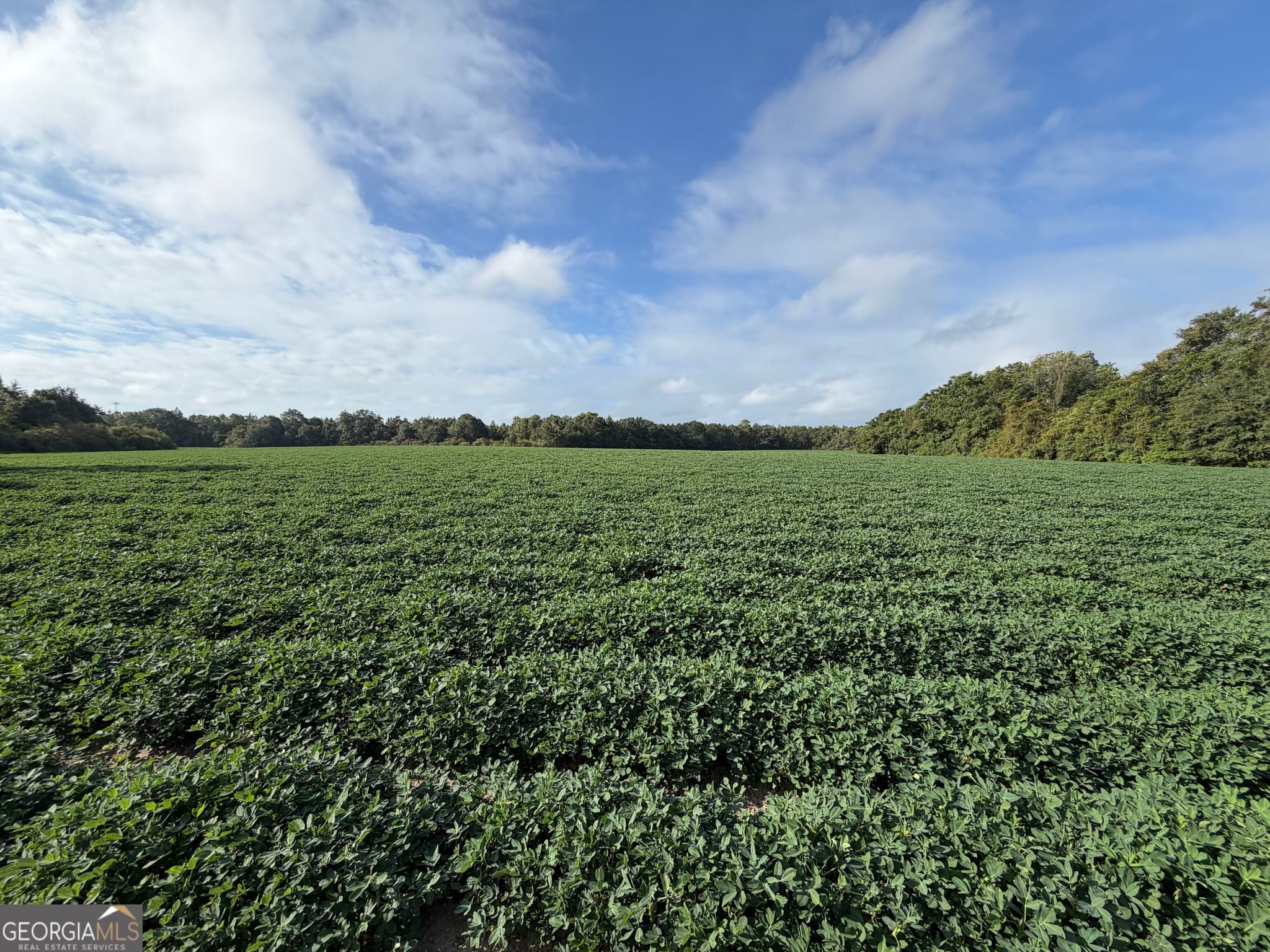 agriculture for sale at 43.5 ACRES Cemetery Road, Rochelle, GA 31079 — photo 9