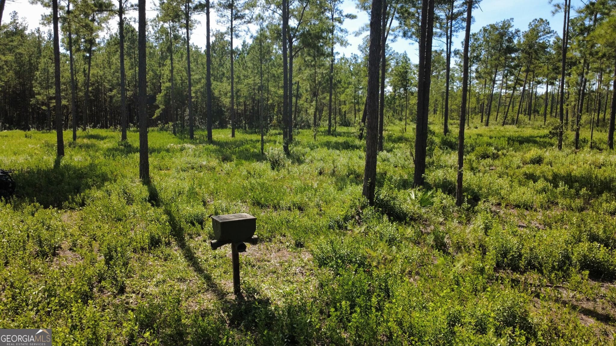 agriculture for sale at 0 Chickadee Road, Millwood, GA 31552 — photo 10