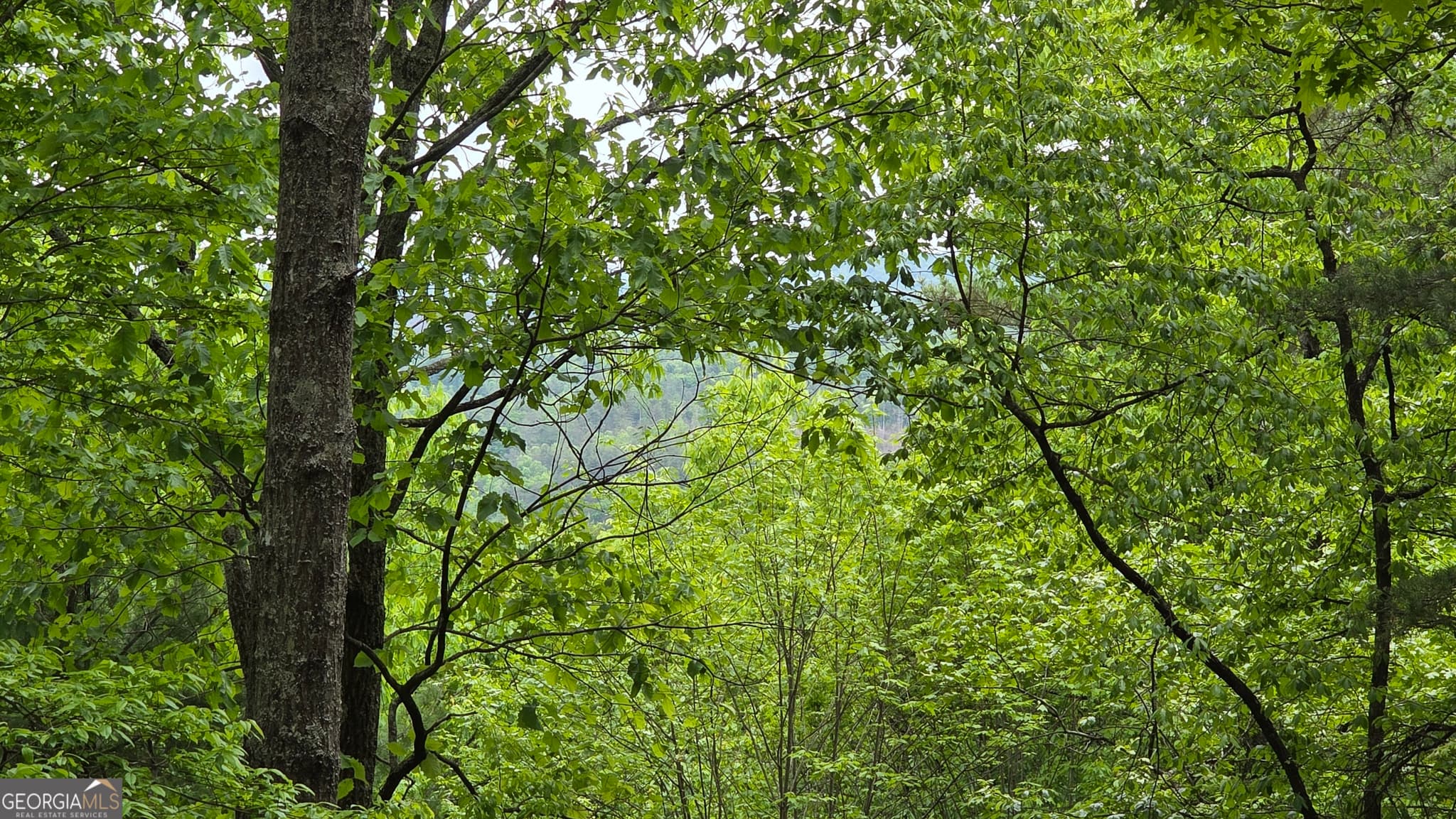 unimproved land for sale at 0 Pleasant Hill Trail, Ellijay, GA 30540 — photo 7