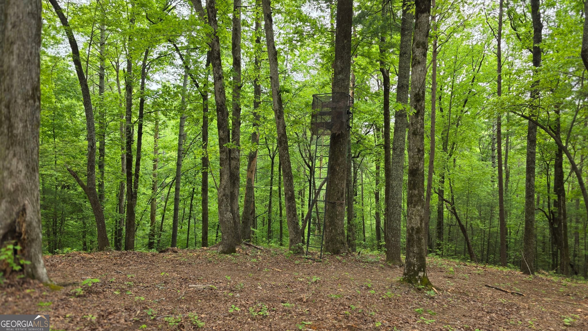 unimproved land for sale at 0 Pleasant Hill Trail, Ellijay, GA 30540 — photo 5