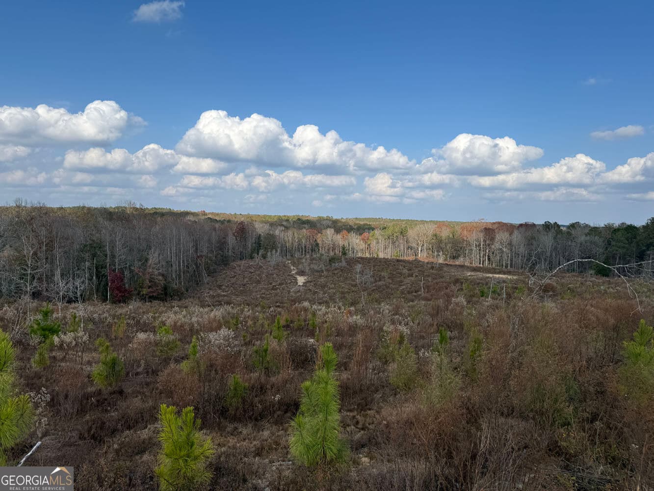 unimproved land for sale at 994 Joe Jones Road, Ideal, GA 31041 — photo 2