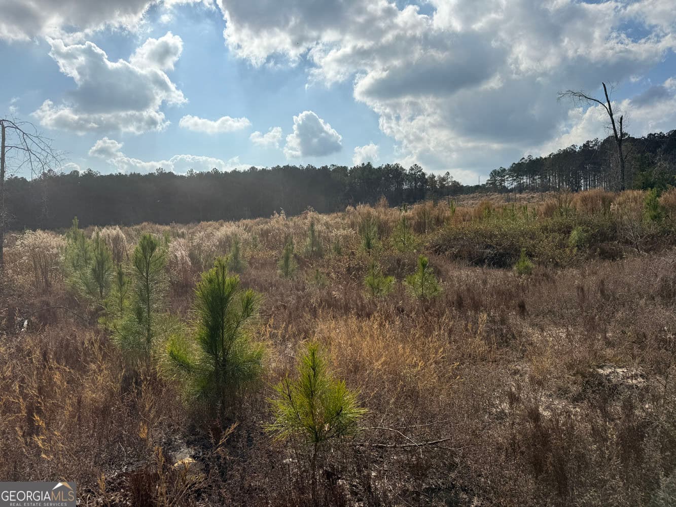 unimproved land for sale at 994 Joe Jones Road, Ideal, GA 31041 — photo 10