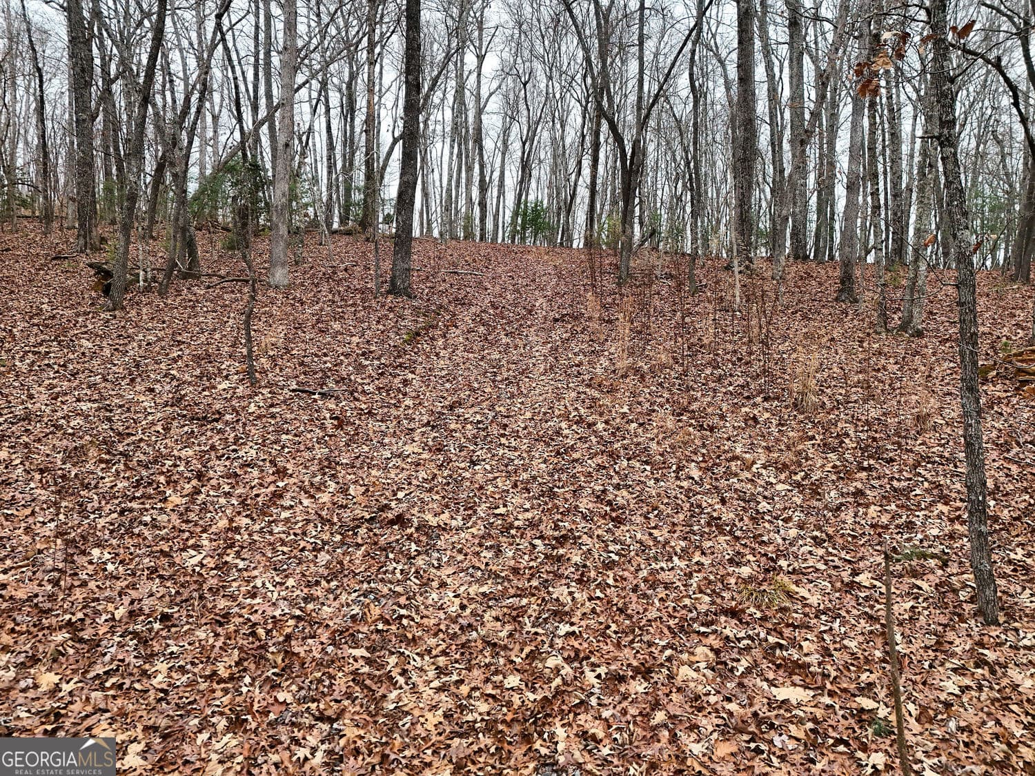 unimproved land for sale at 0 Dills Road, Blue Ridge, GA 30513 — photo 6