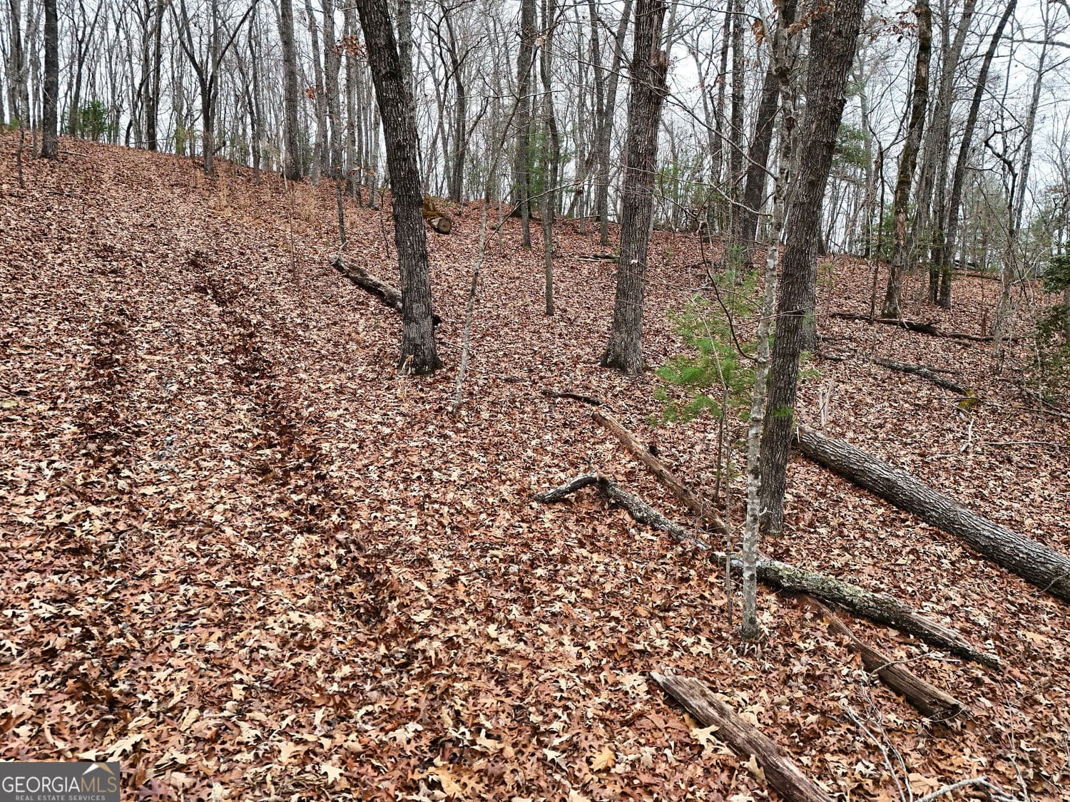 unimproved land for sale at 0 Dills Road, Blue Ridge, GA 30513 — photo 7