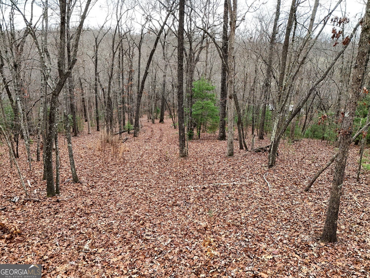 unimproved land for sale at 0 Dills Road, Blue Ridge, GA 30513 — photo 5