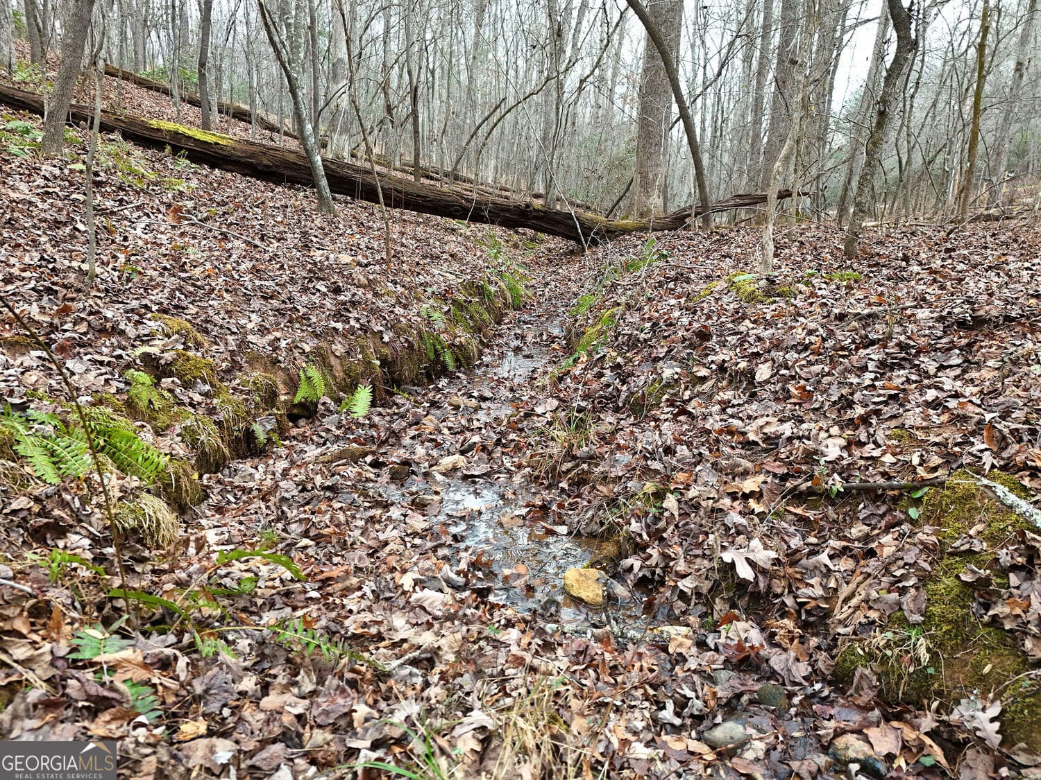 unimproved land for sale at 0 Dills Road, Blue Ridge, GA 30513 — photo 9