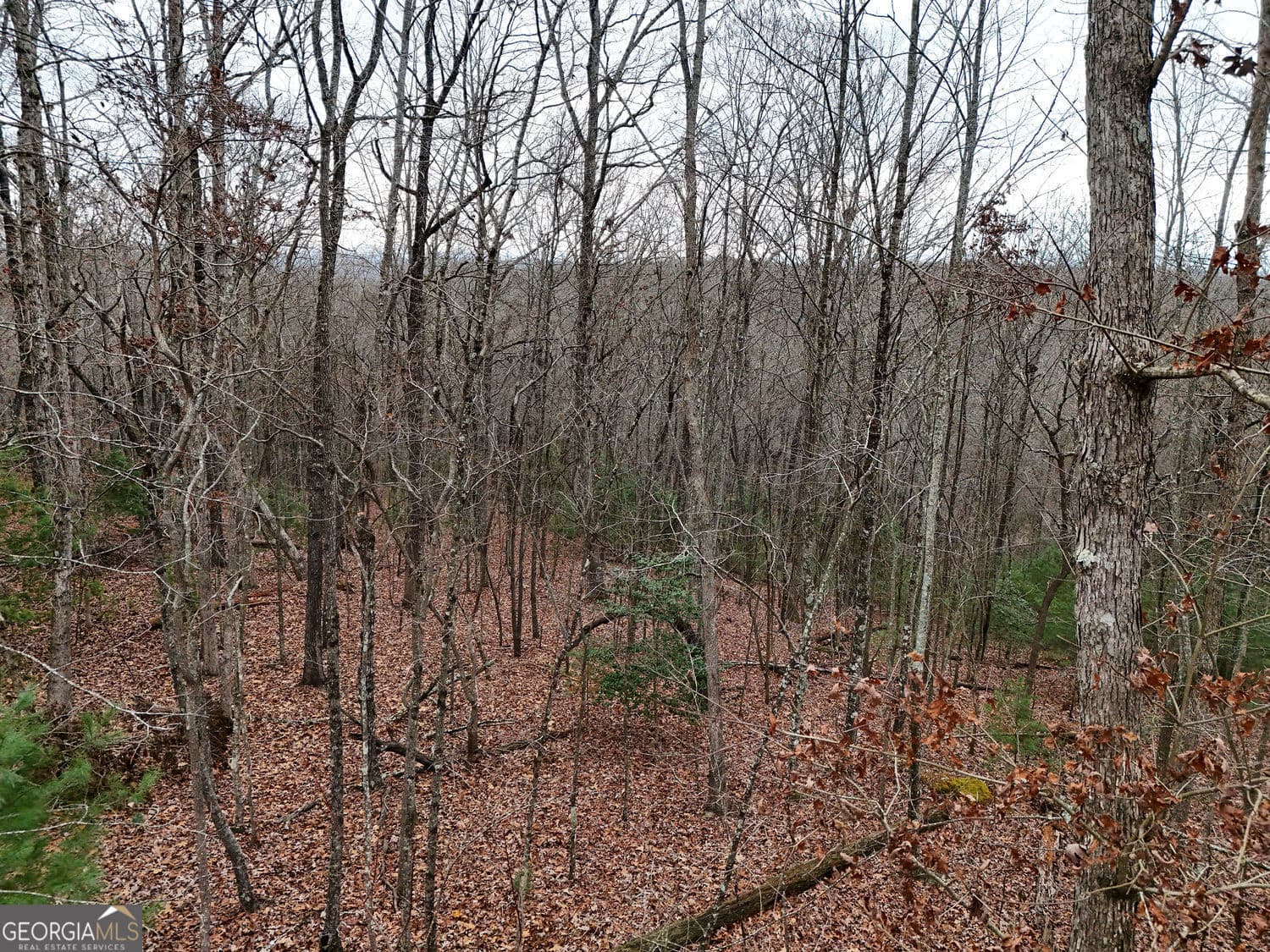 unimproved land for sale at 0 Dills Road, Blue Ridge, GA 30513 — photo 10