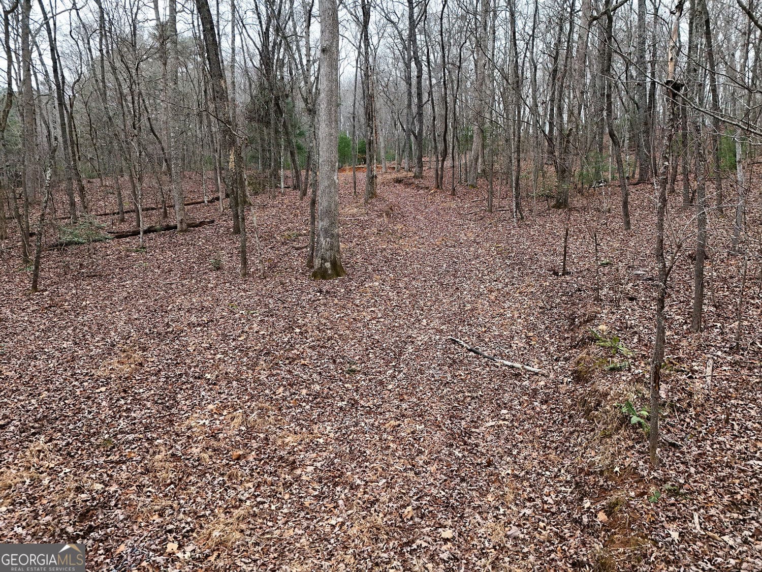 unimproved land for sale at 0 Dills Road, Blue Ridge, GA 30513 — photo 4