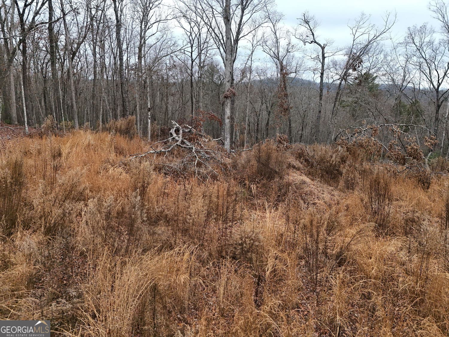 unimproved land for sale at 0 Dills Road, Blue Ridge, GA 30513 — photo 8