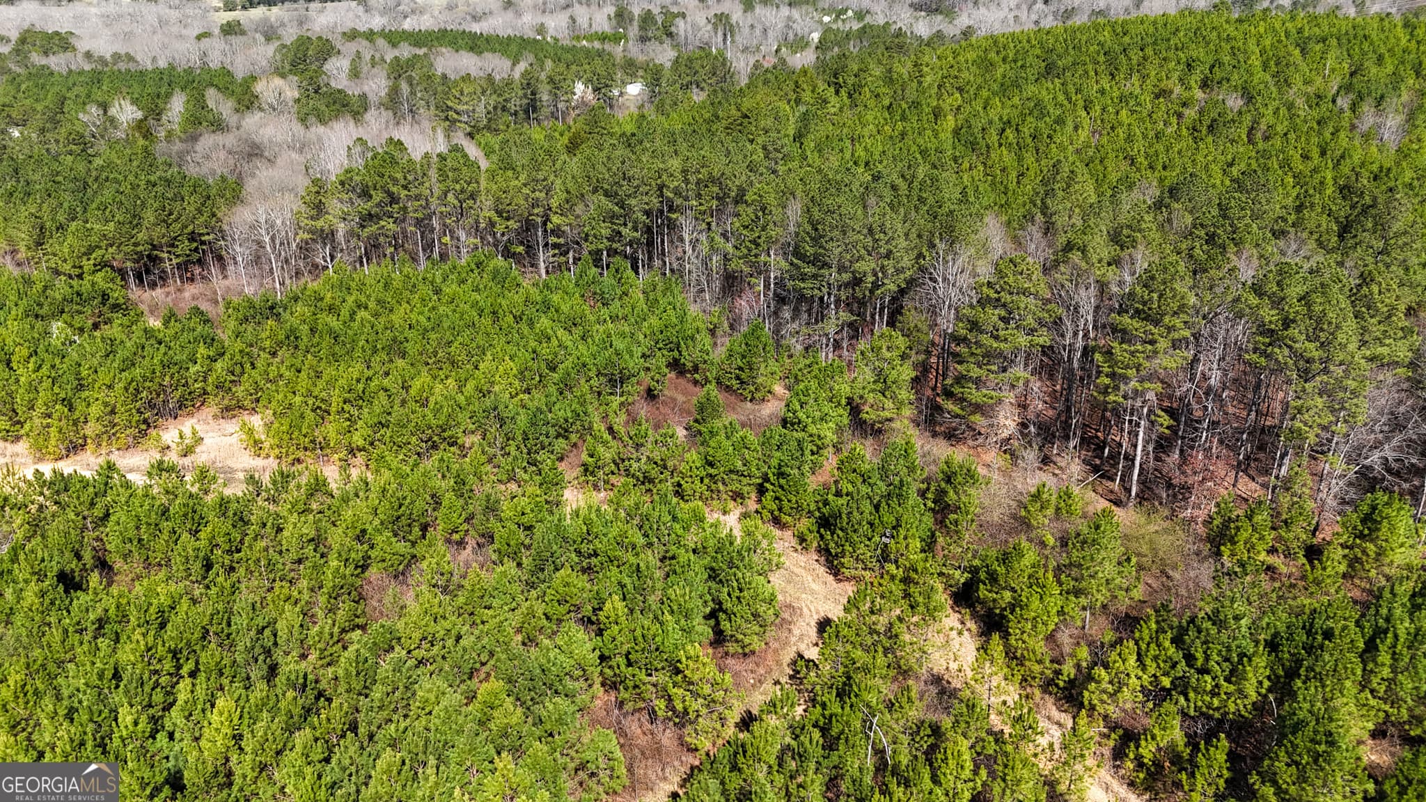 agriculture for sale at 0 Highway 100, Summerville, GA 30747 — photo 8