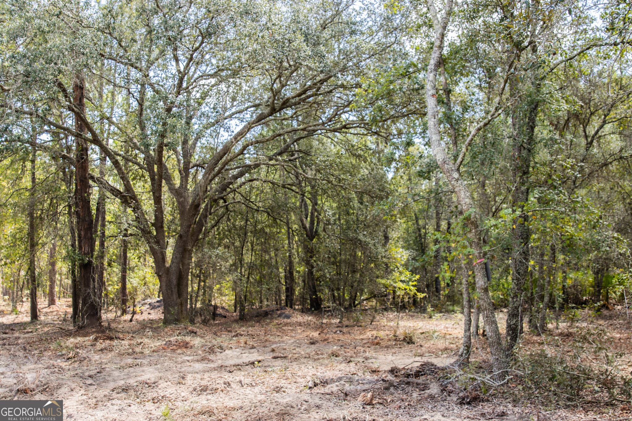 agriculture for sale at LOT 4 Porter Road, Pembroke, GA 31321 — photo 5