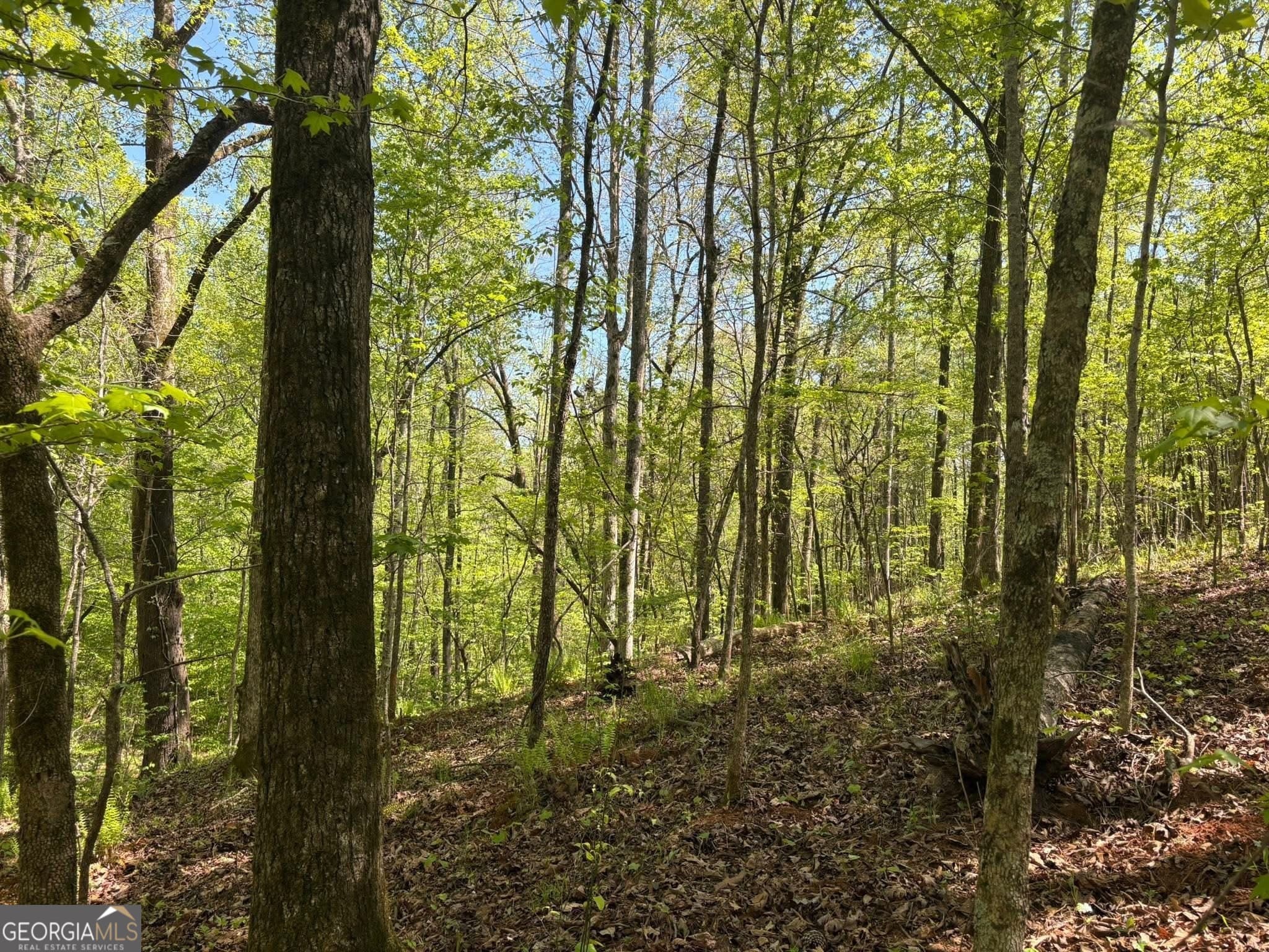 unimproved land for sale at 0 OFF North Taylor Road, Woodland, GA 31836 — photo 6