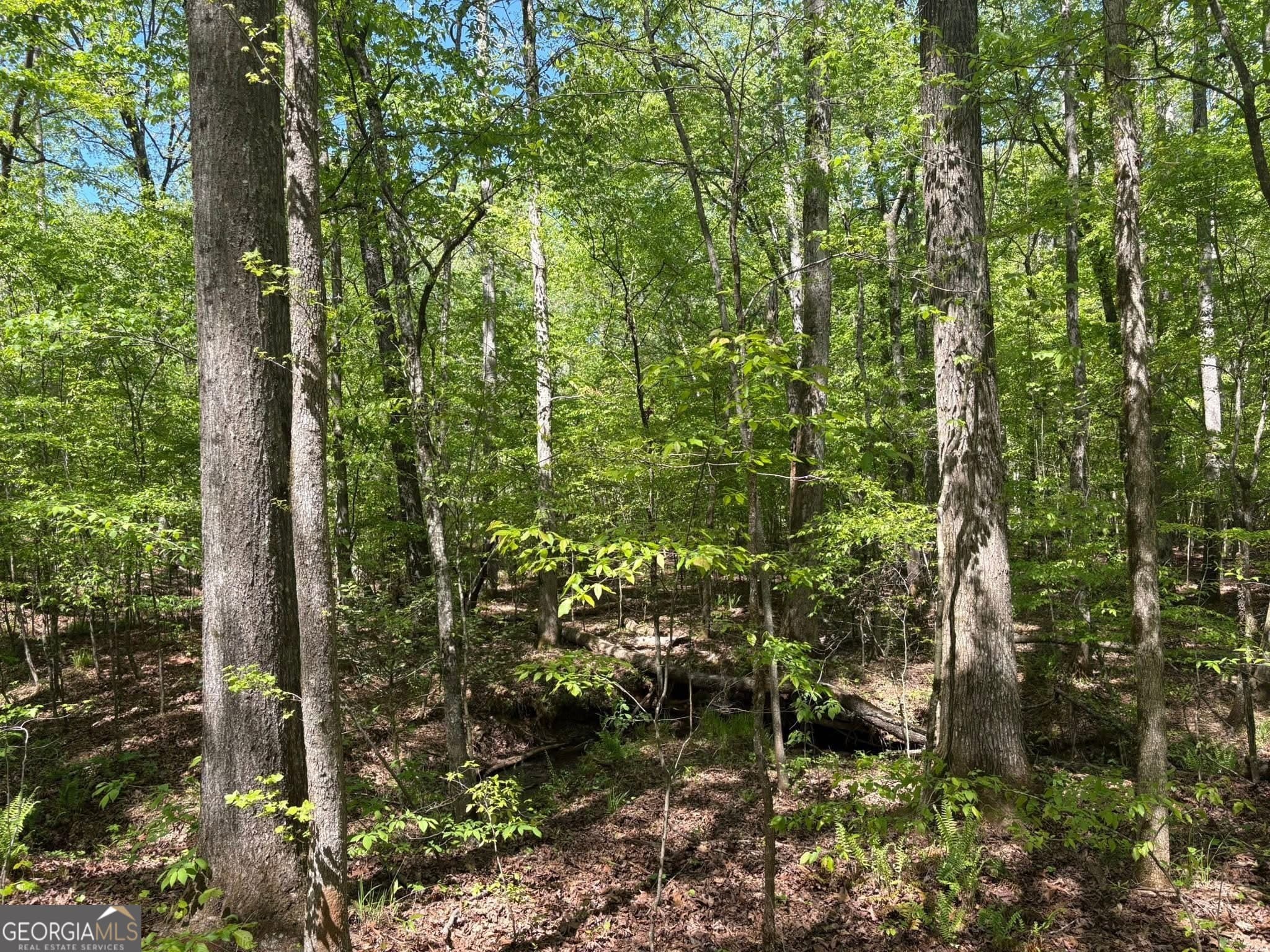 unimproved land for sale at 0 OFF North Taylor Road, Woodland, GA 31836