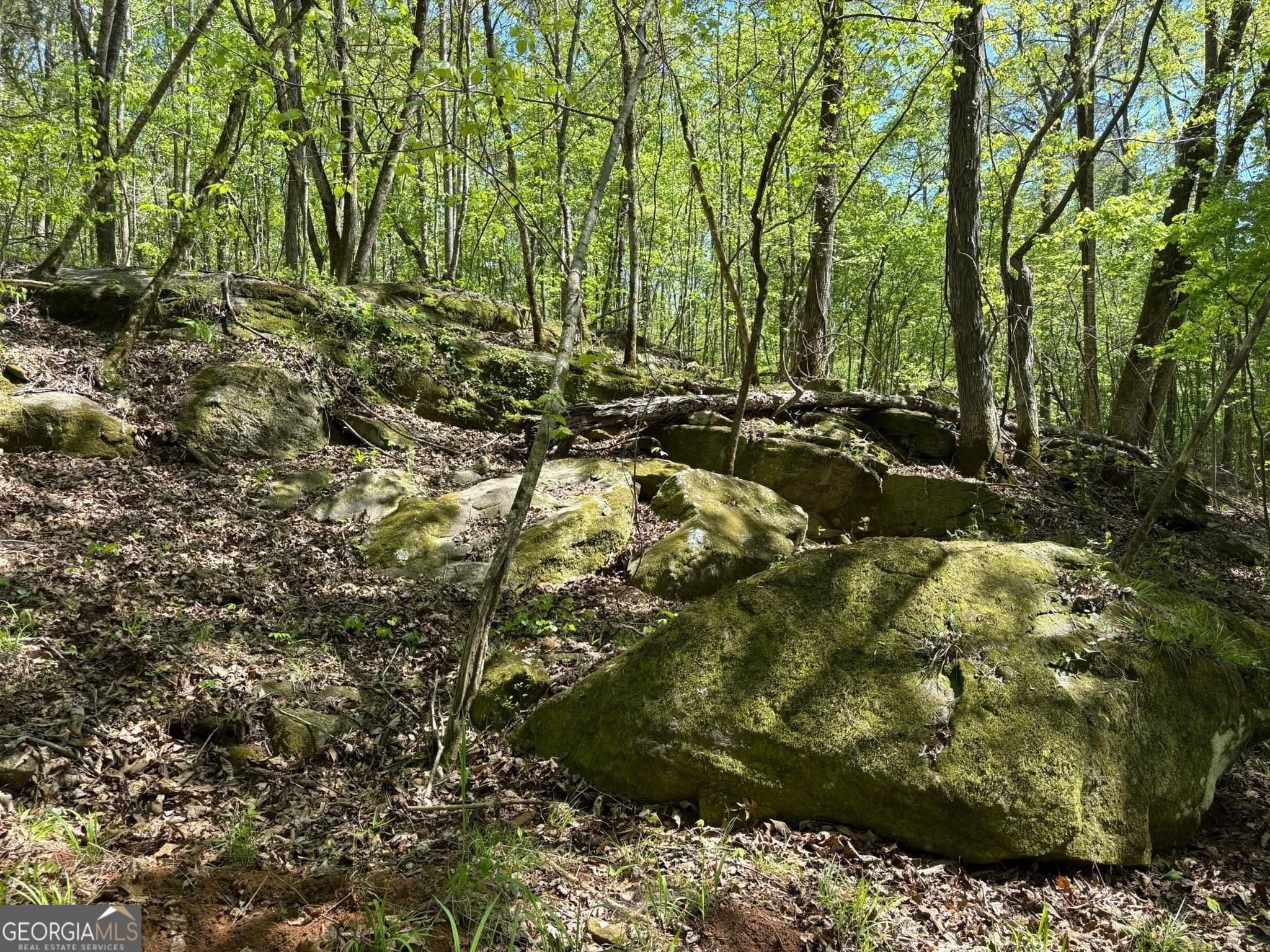 unimproved land for sale at 0 OFF North Taylor Road, Woodland, GA 31836 — photo 8