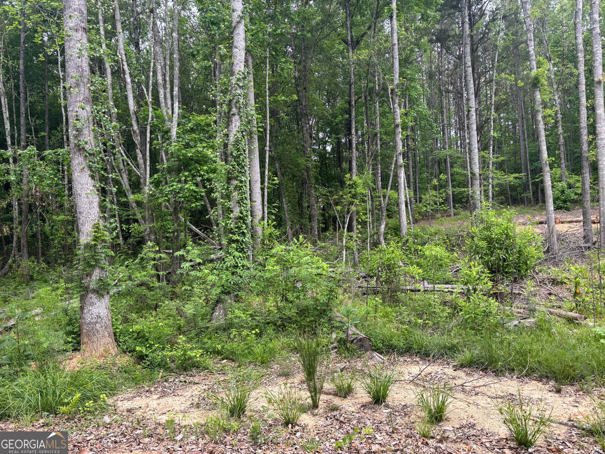 residential lot for sale at TRACT 2 343 County road 892, Wedowee, AL 36278 — photo 5