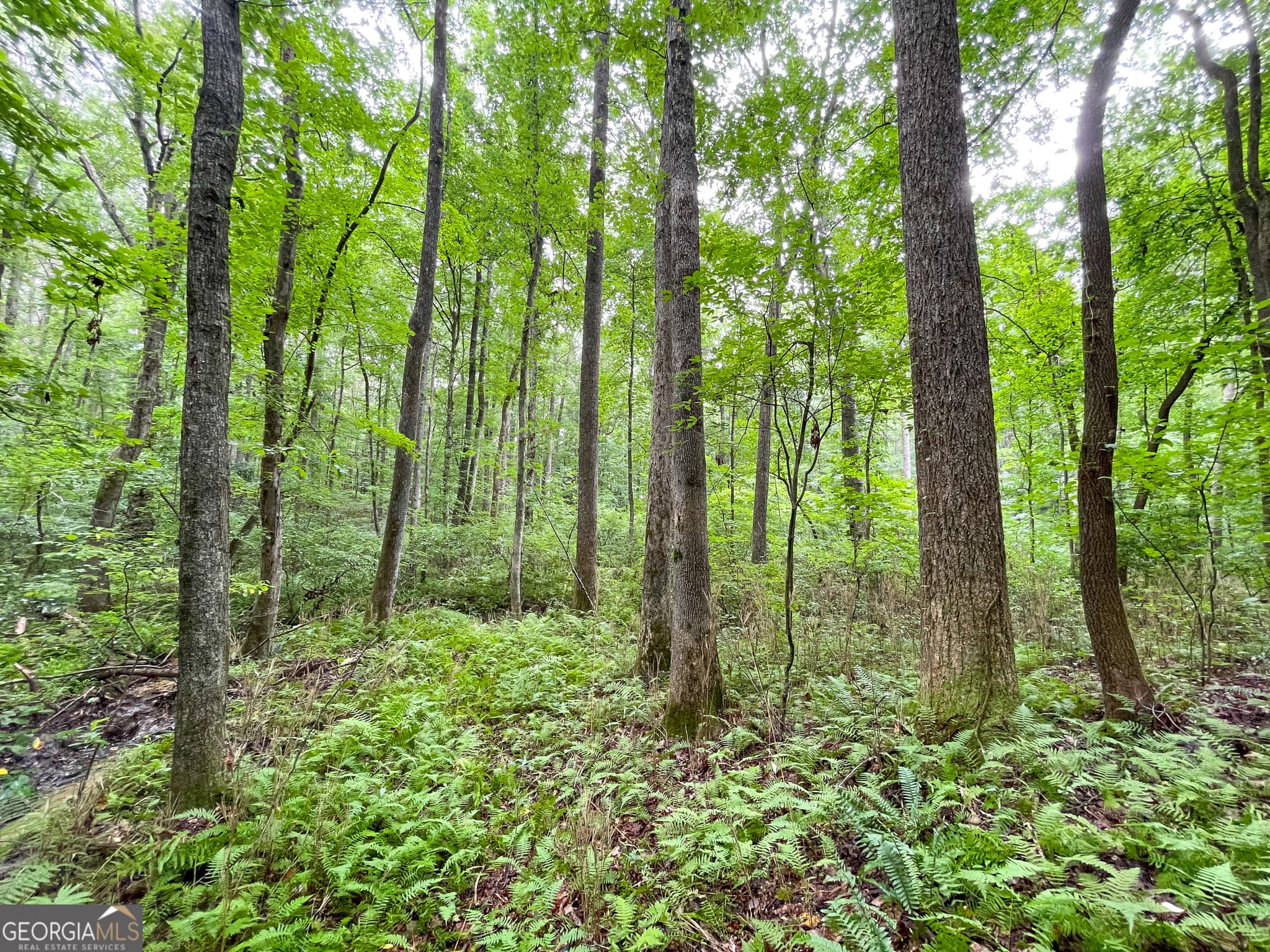 agriculture for sale at 18 +/- Acres on Pope Lake Road, Buchanan, GA 30113 — photo 3