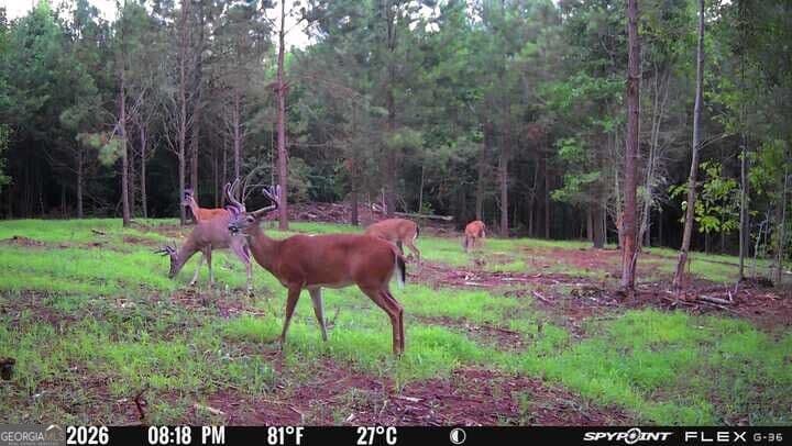 agriculture for sale at 17 ACRES Carlisle Gap Road, Woodland, GA 31836 — photo 6