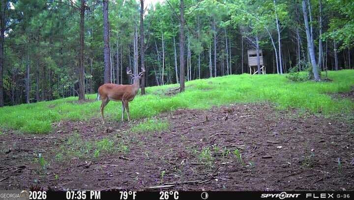 agriculture for sale at 17 ACRES Carlisle Gap Road, Woodland, GA 31836 — photo 7