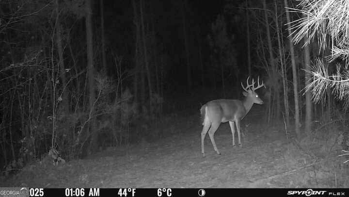 agriculture for sale at 17 ACRES Carlisle Gap Road, Woodland, GA 31836 — photo 3