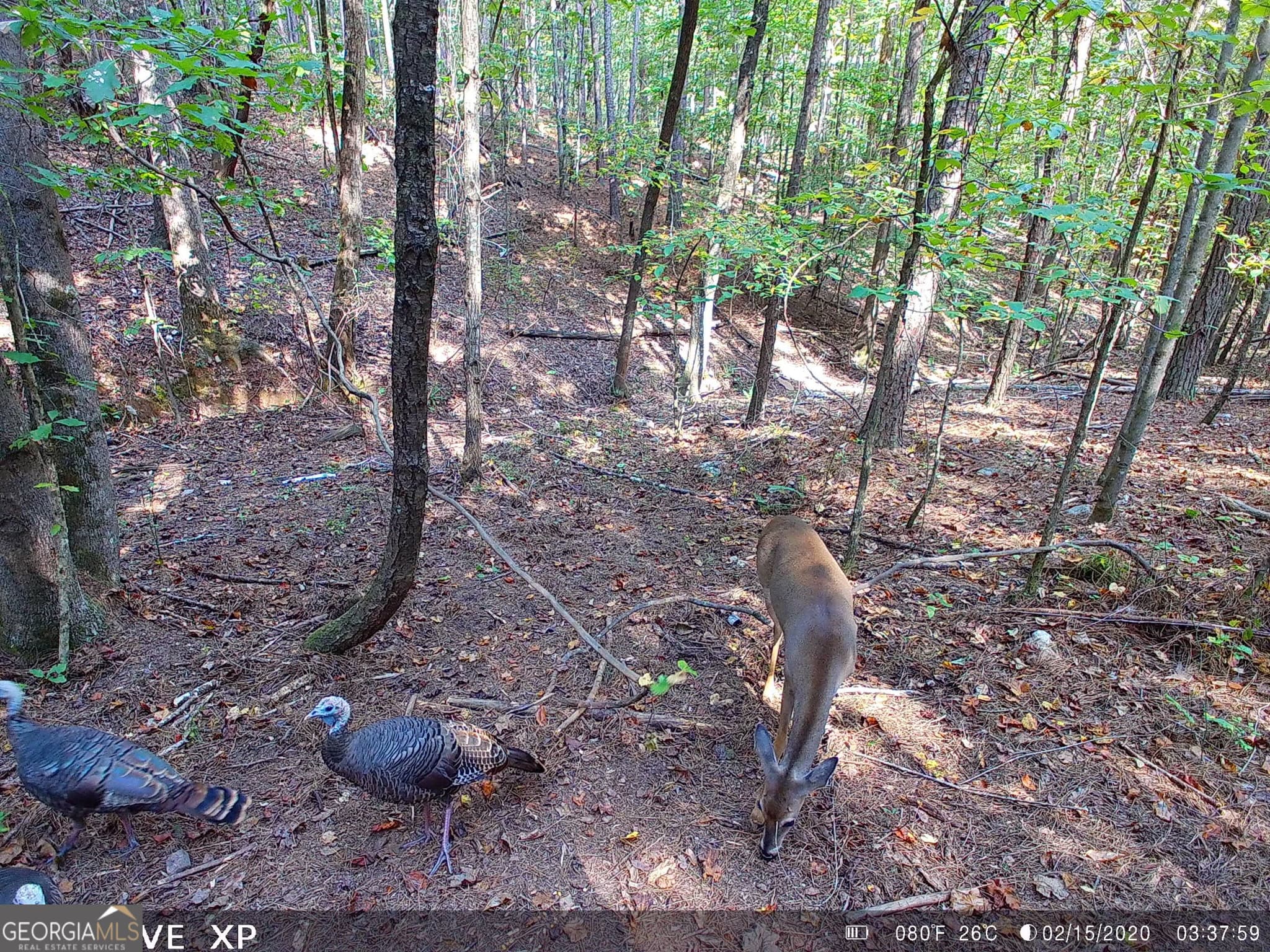 unimproved land for sale at 0 Hulsey Trail, Canton, GA 30114 — photo 3