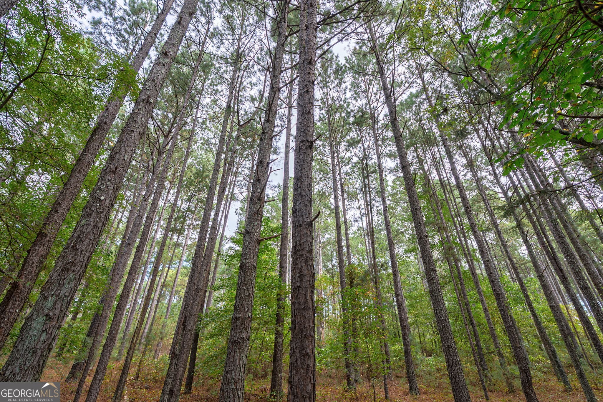 unimproved land for sale at 0 Lower Wirebridge Road, Stephens, GA 30667 — photo 6