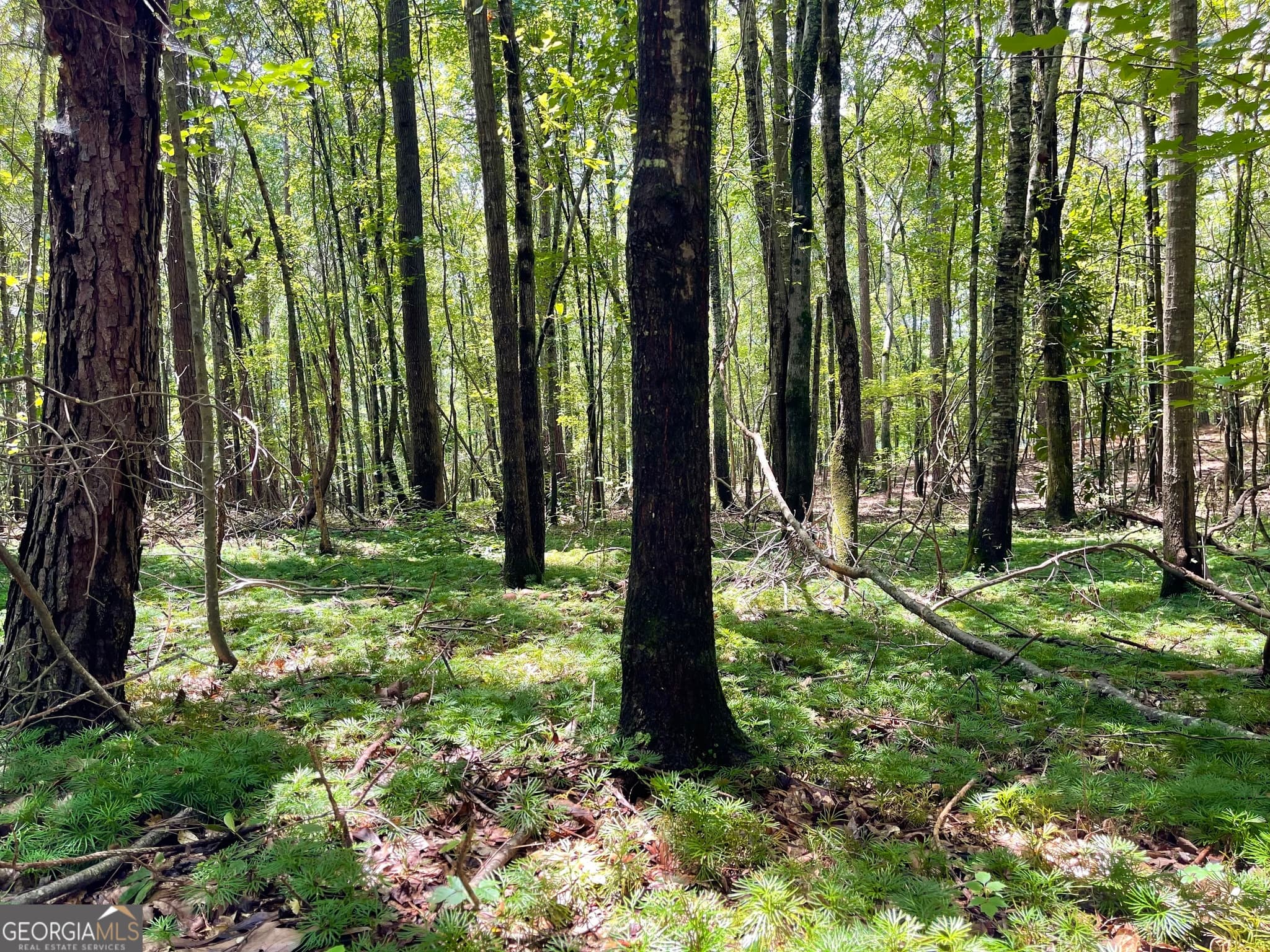 agriculture for sale at 0 WELCOME TO ARNCO Road, Newnan, GA 30263 — photo 9