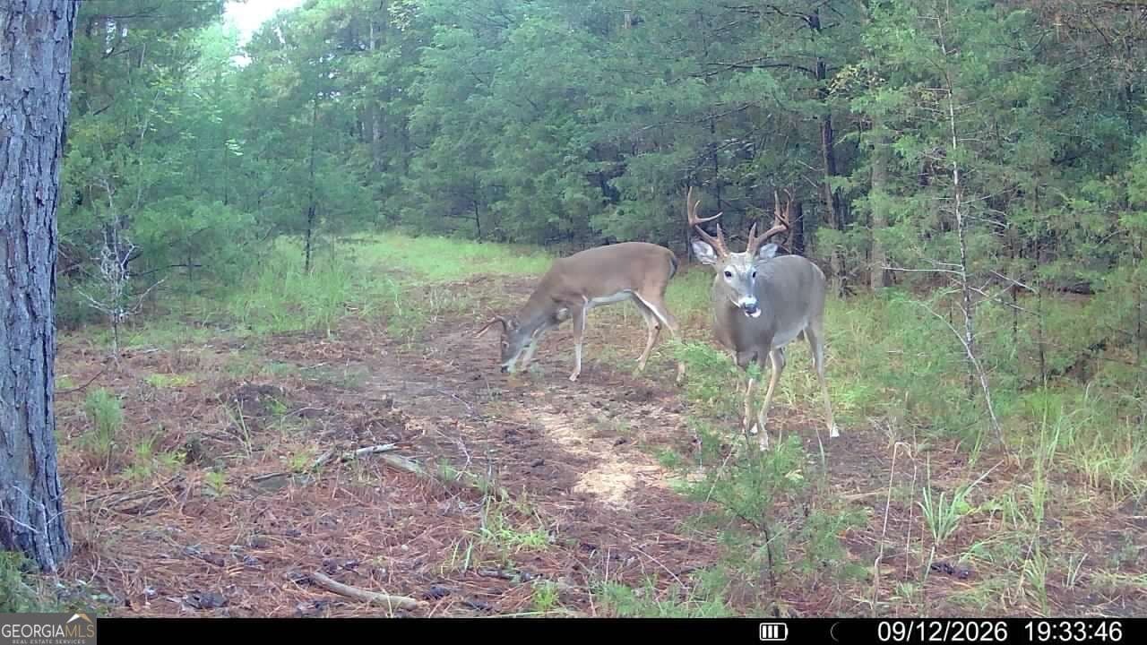 agriculture for sale at 1419 Bobby Brown State Park Road, Elberton, GA 30635 — photo 4
