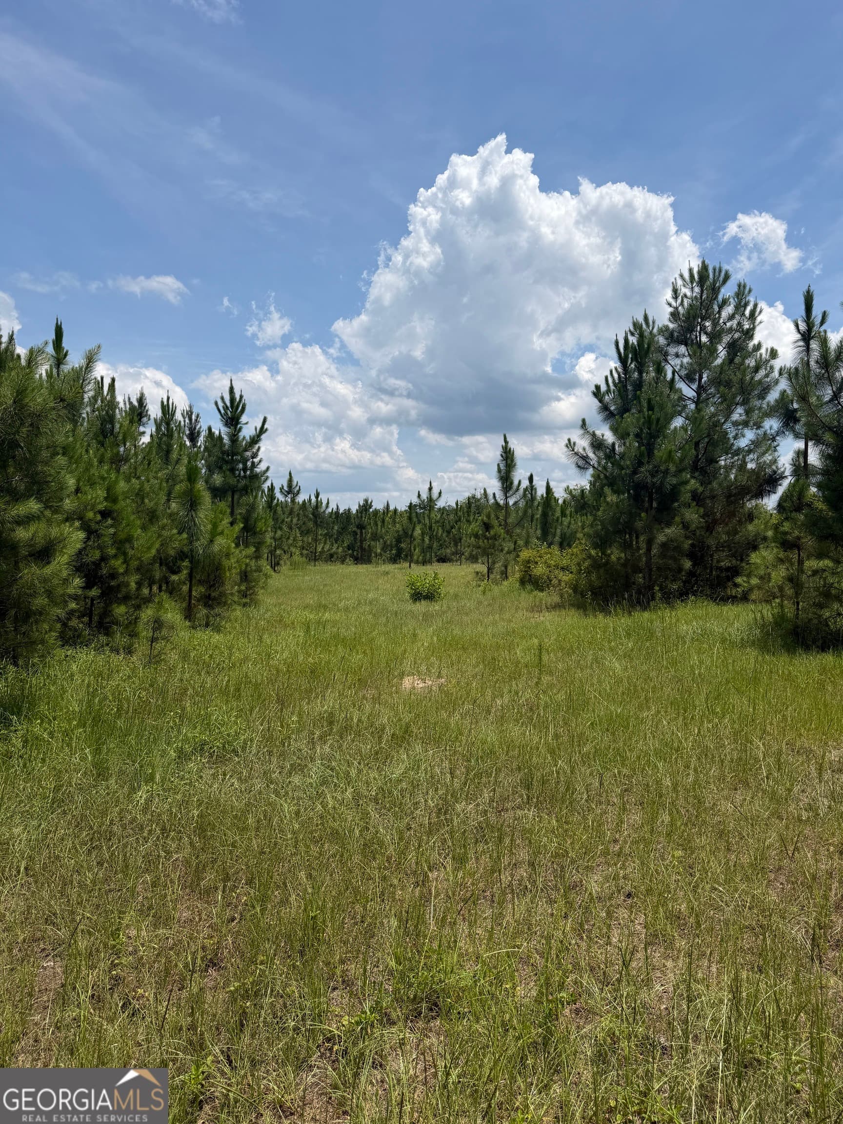 agriculture for sale at 0 W. River Road, Rhine, GA 31077 — photo 10