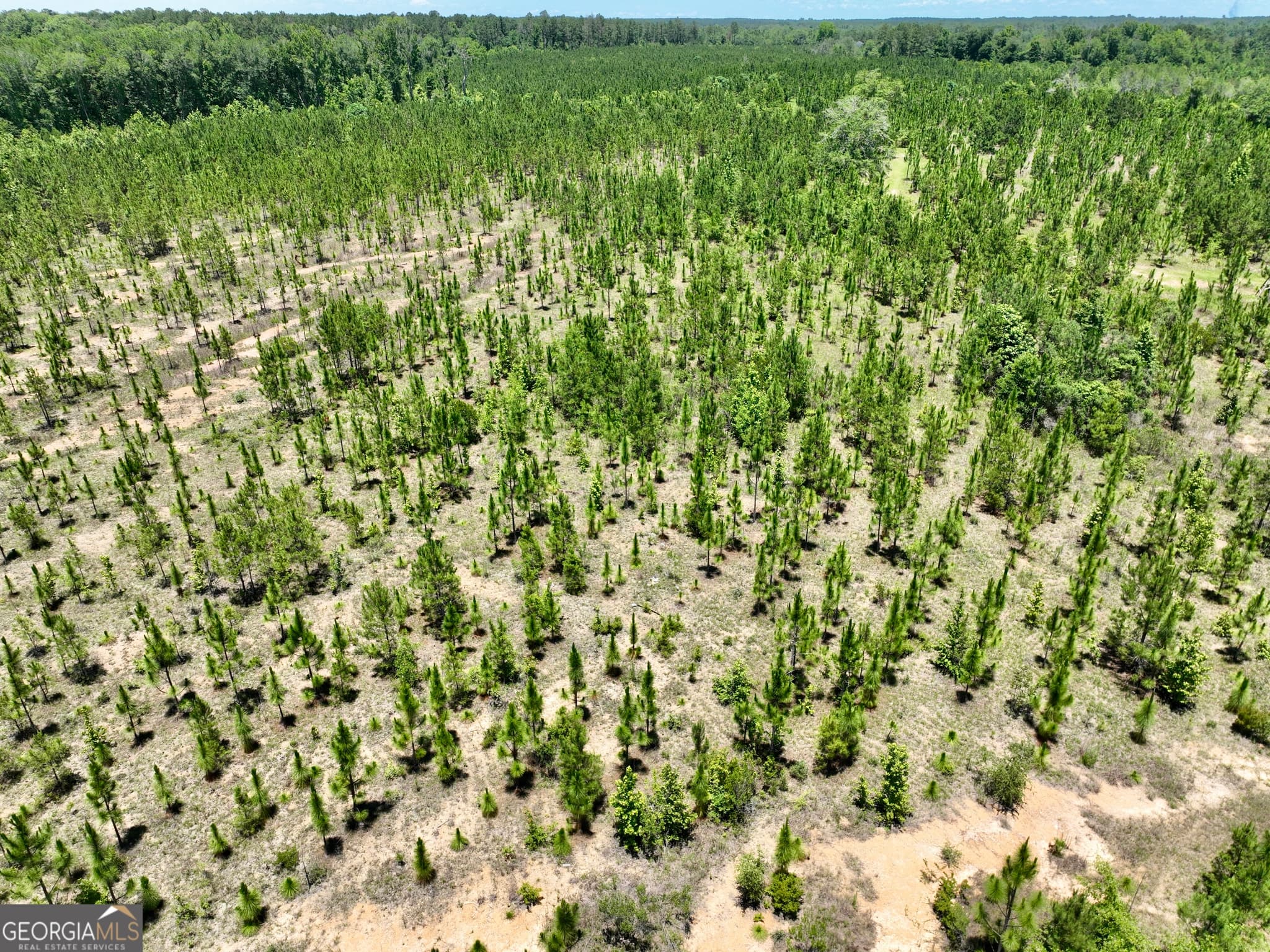 agriculture for sale at 0 W. River Road, Rhine, GA 31077 — photo 4